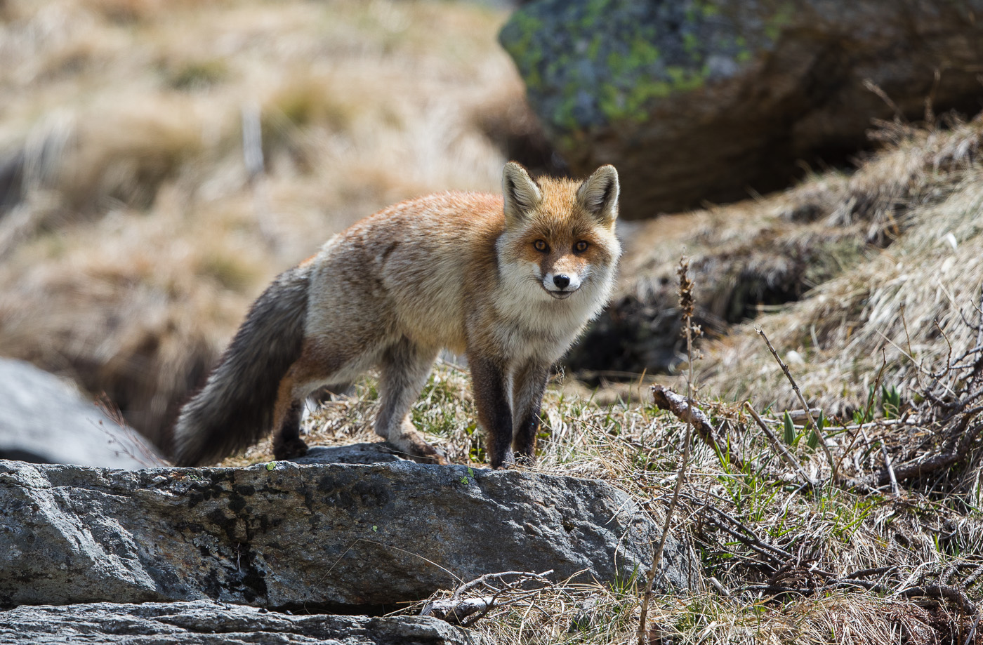 Fox in Ceresole