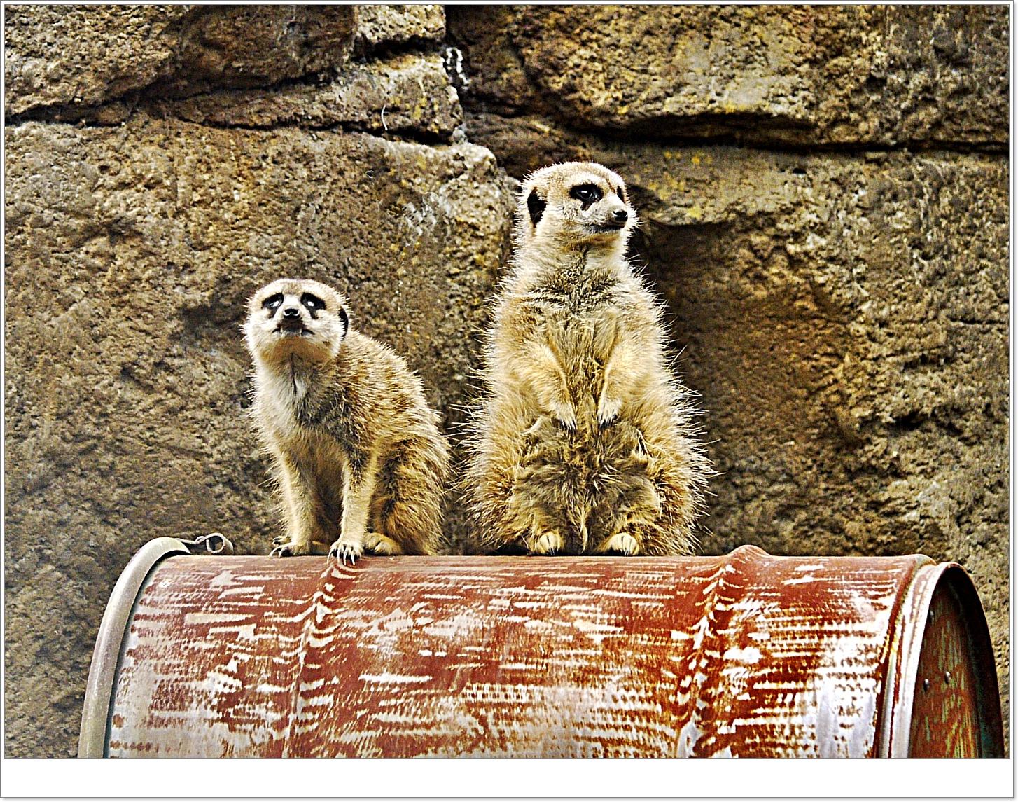 Meercats.