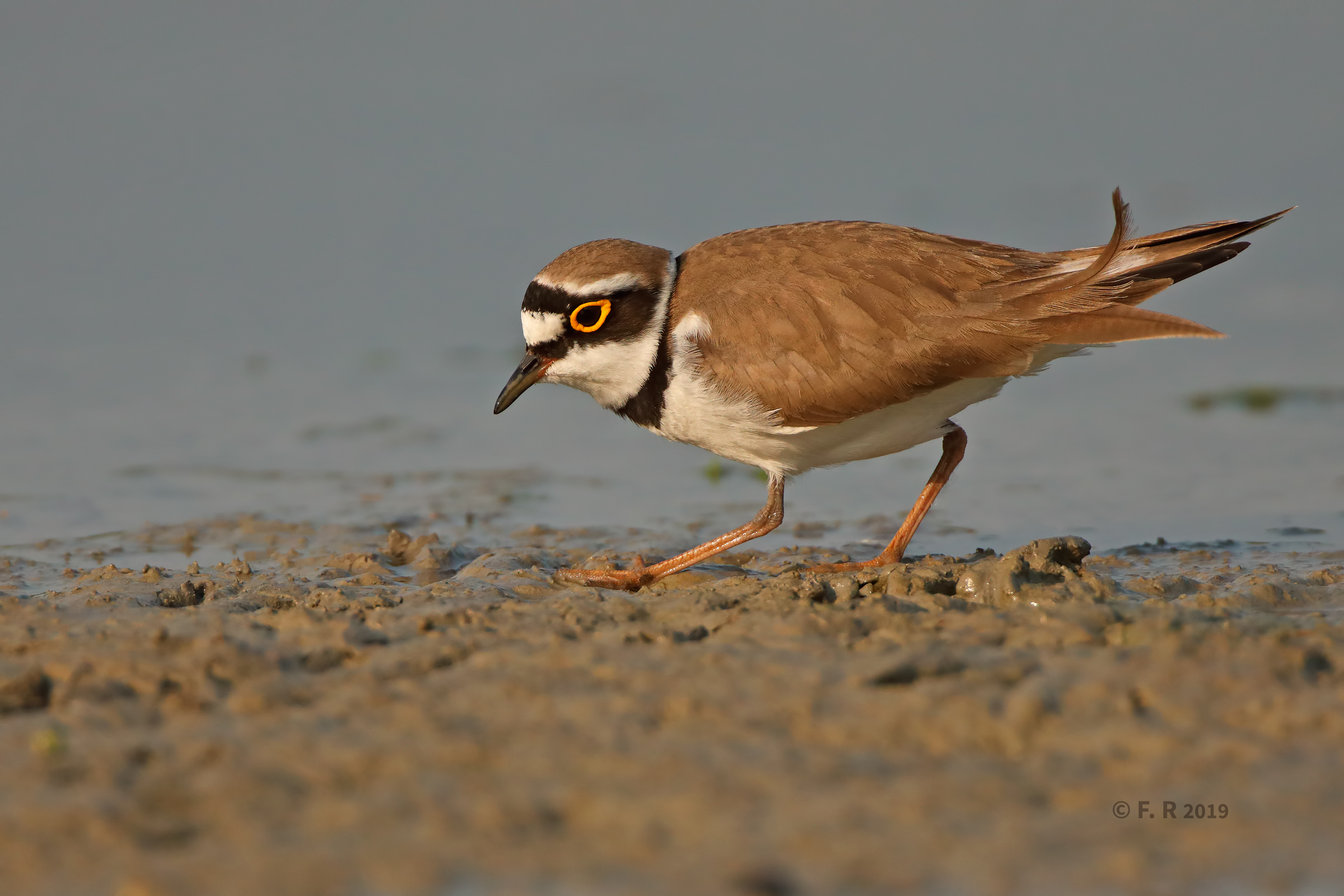 Courier towards evening