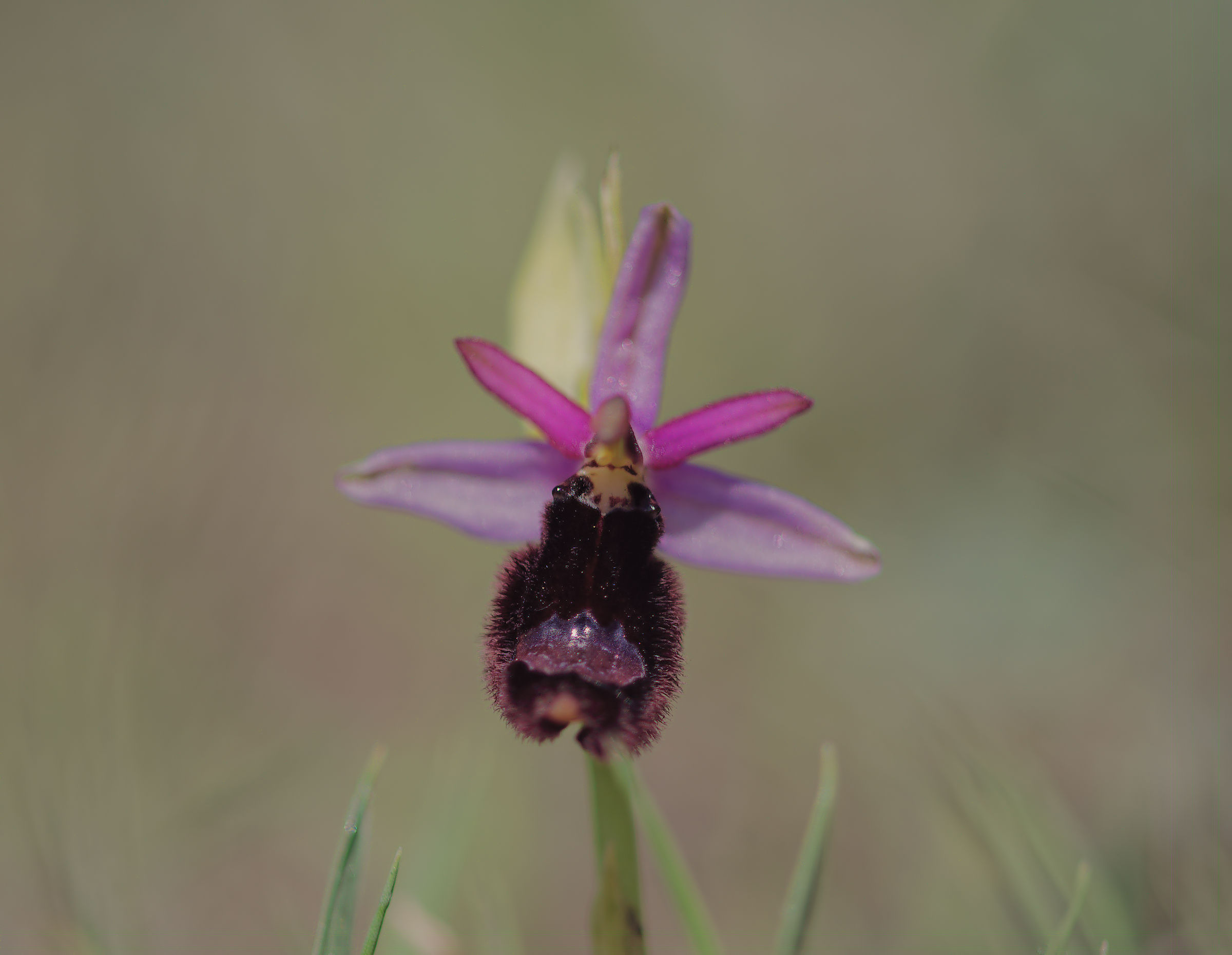 Ophrys bertolonii