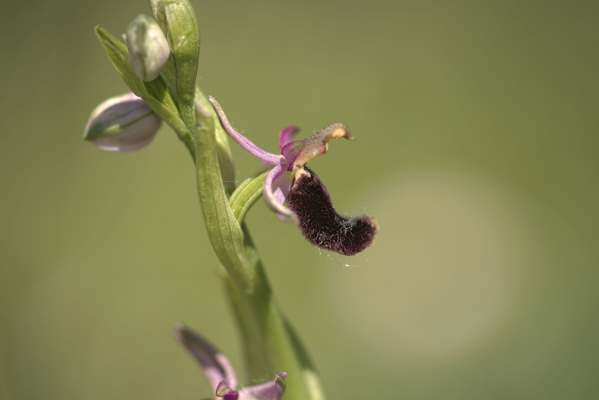 Ophrys bertolonii