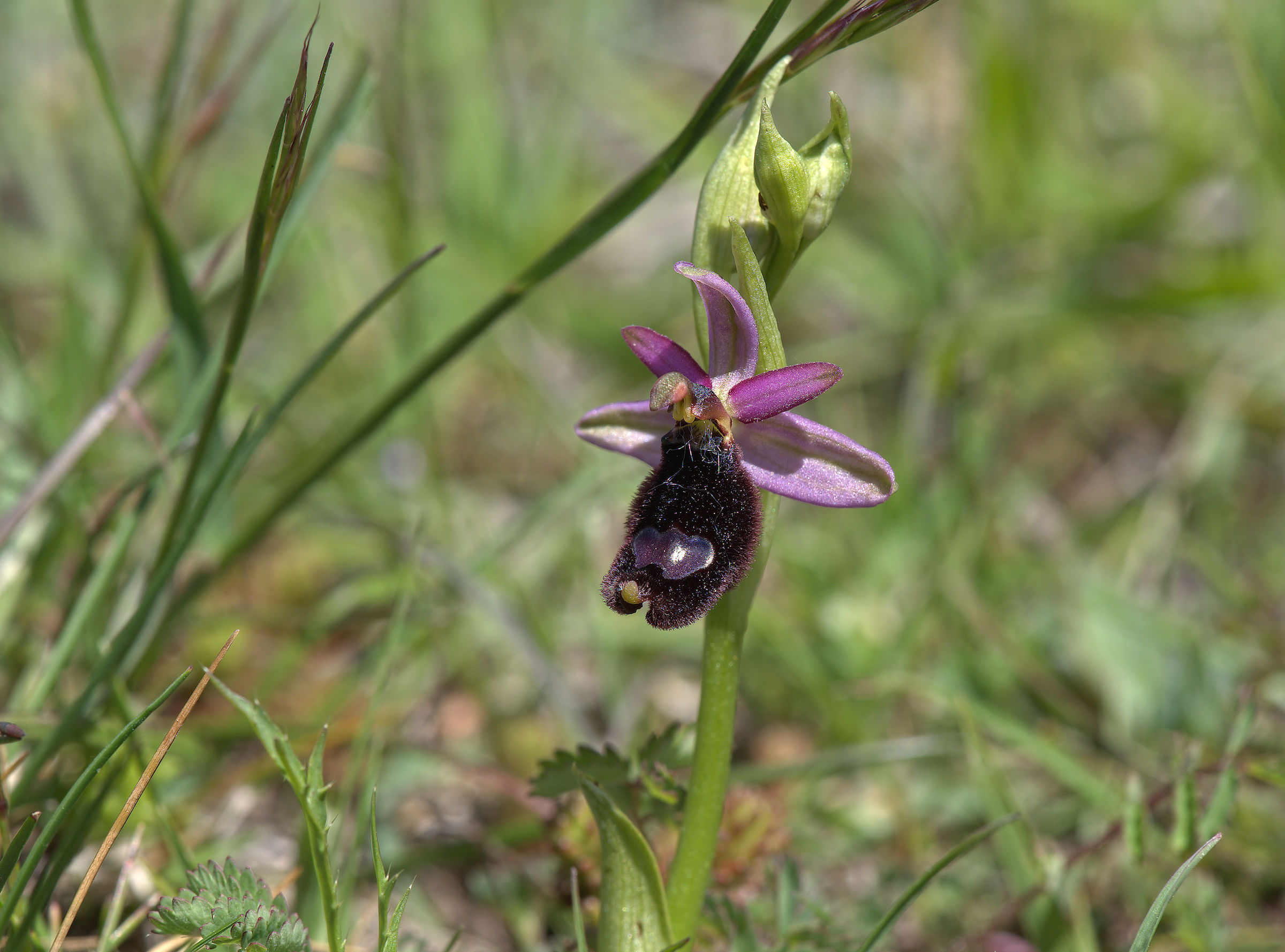 Ophrys bertolonii