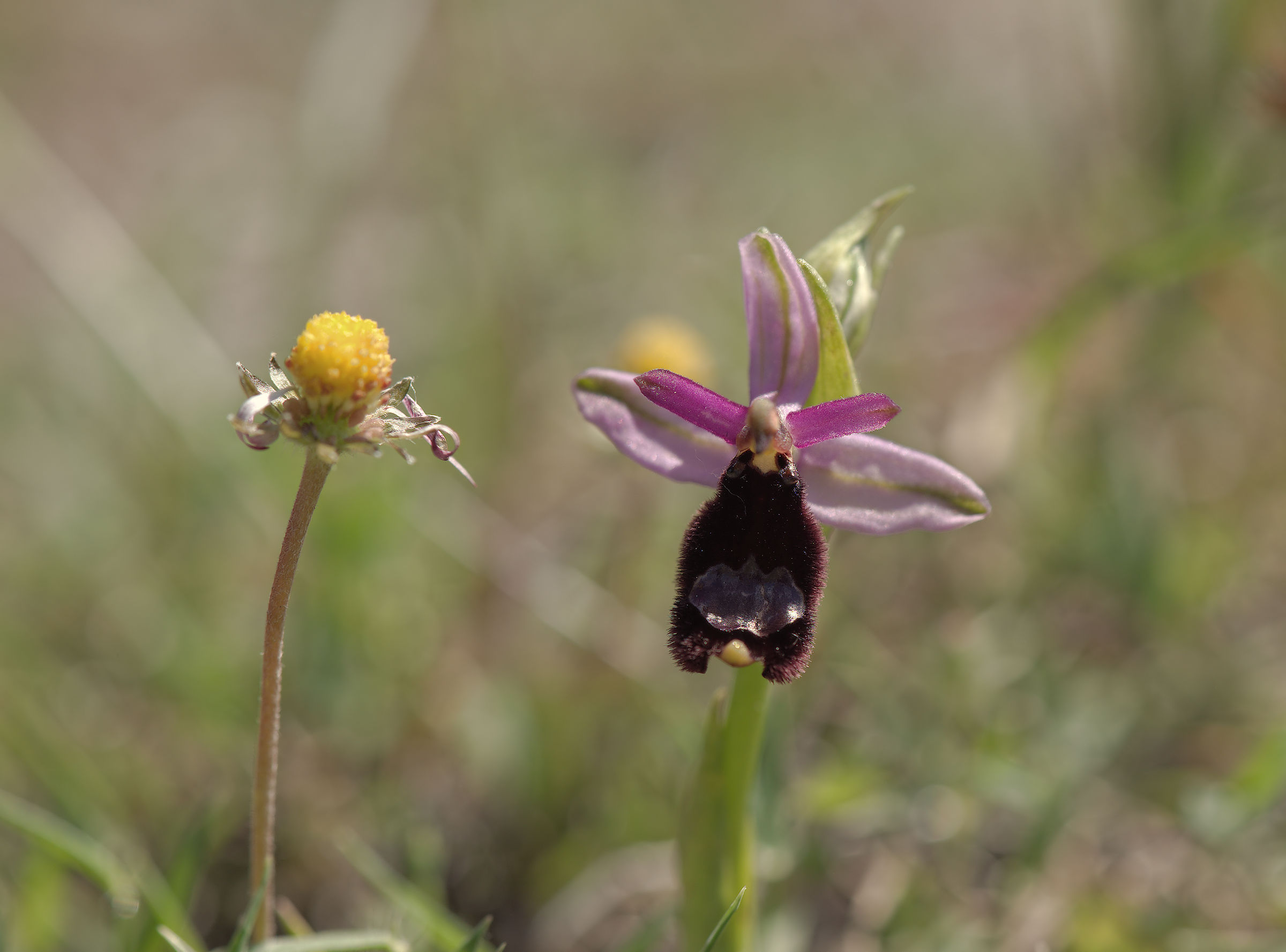 Ophrys bertolonii