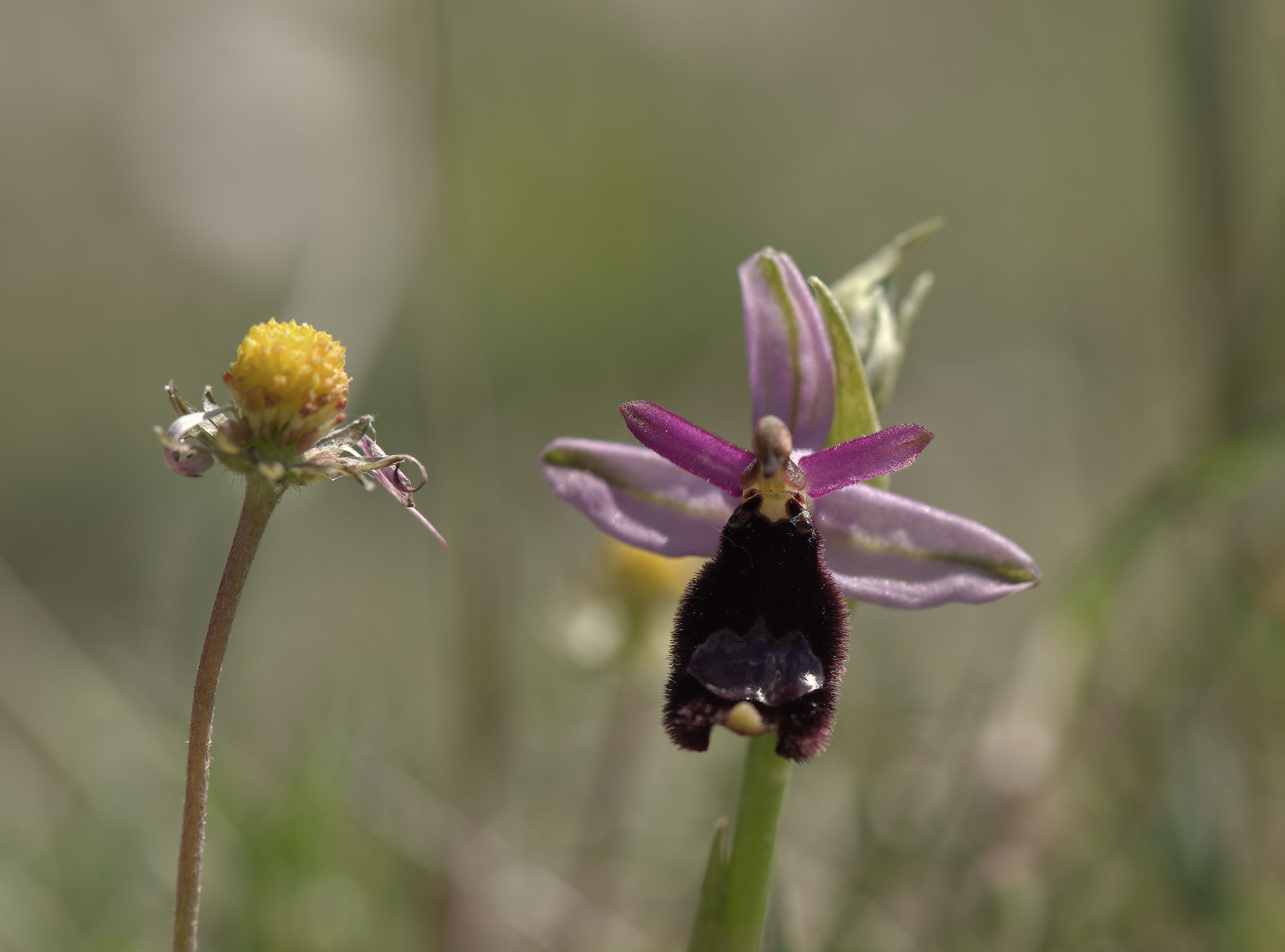 Ophrys bertolonii
