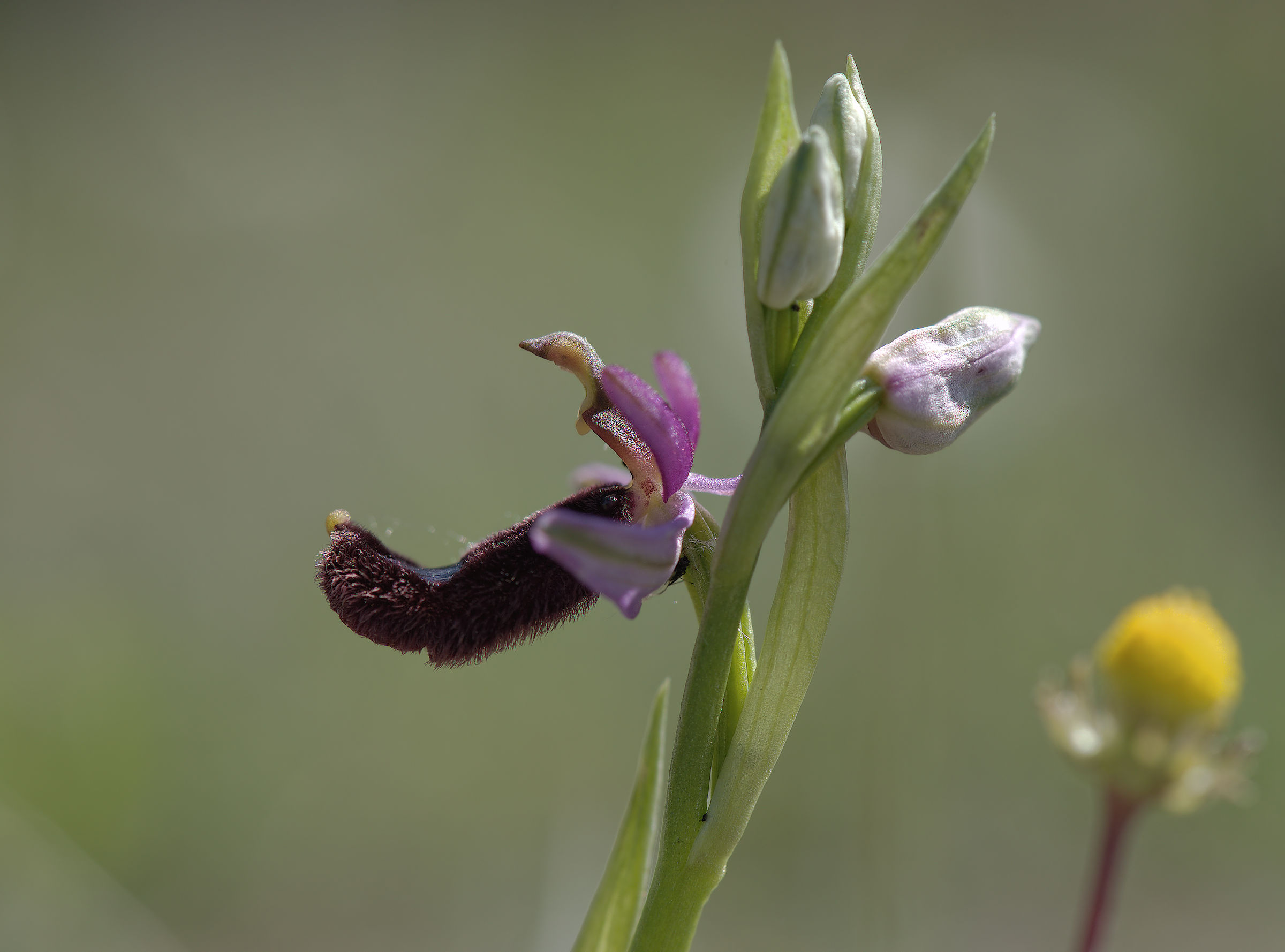 Ophrys bertolonii