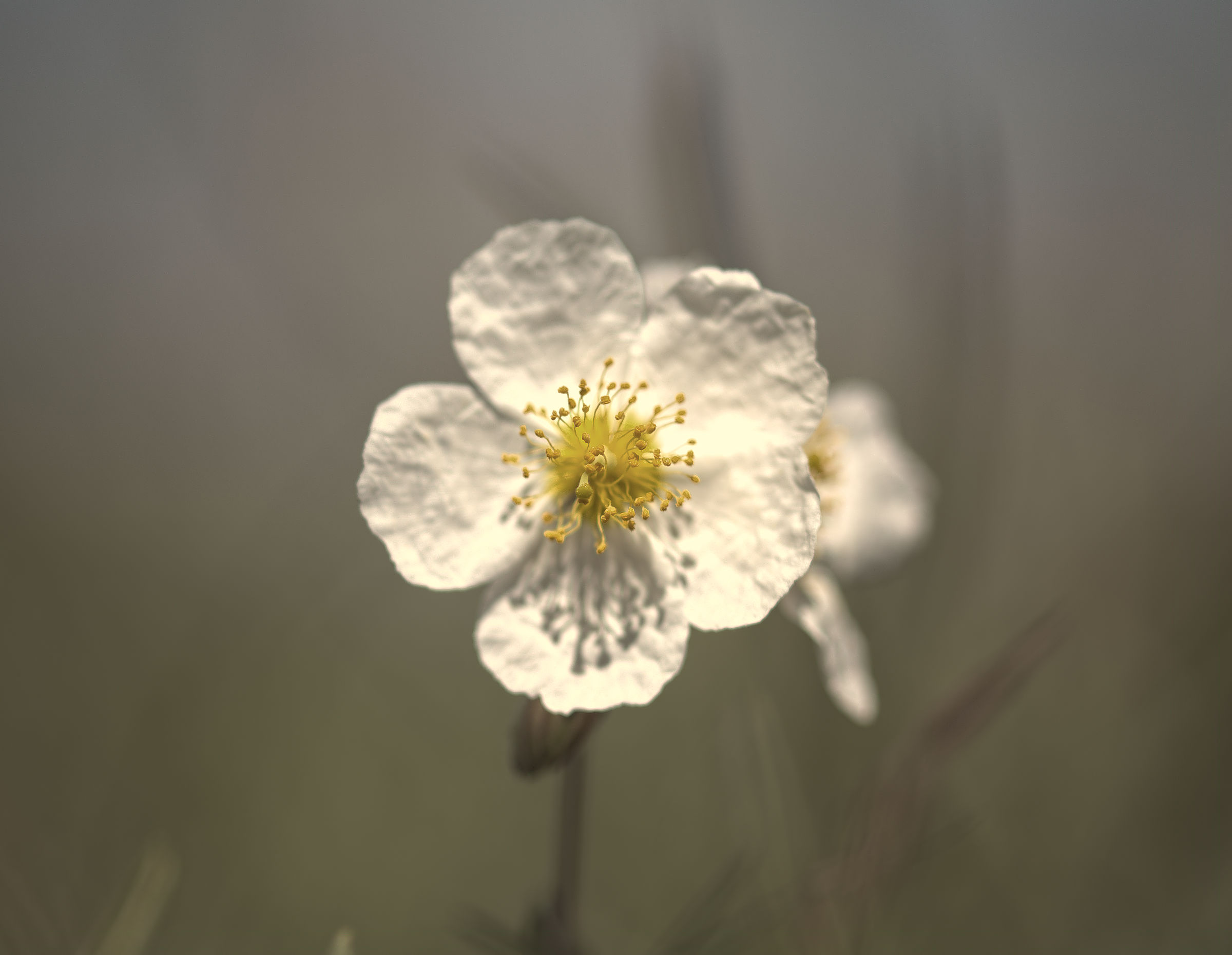 Fiori del Gran Sasso