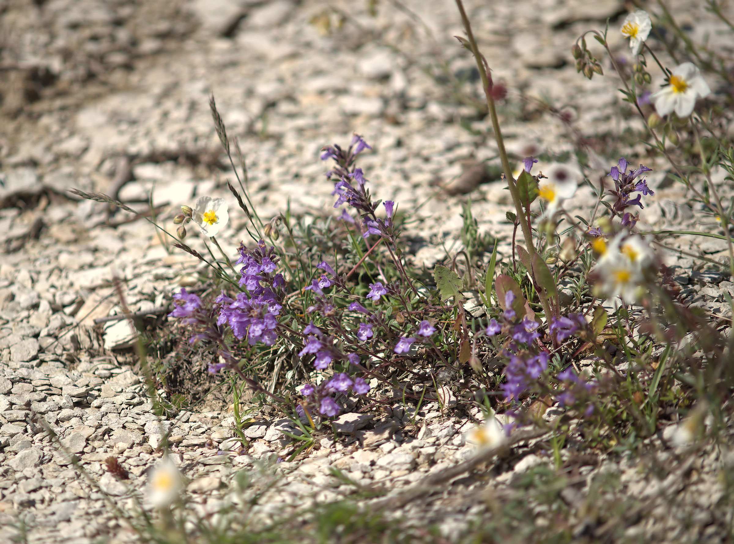 Fiori del Gran Sasso
