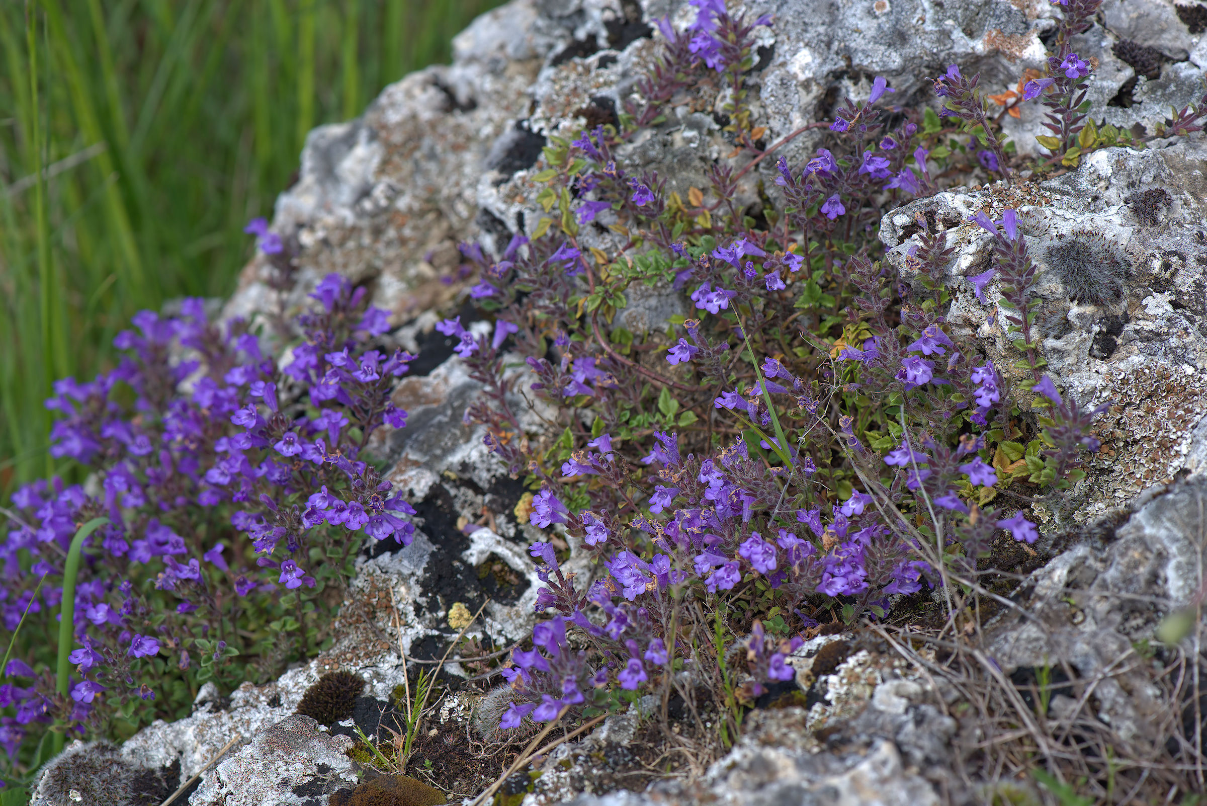 Fiori del Gran Sasso