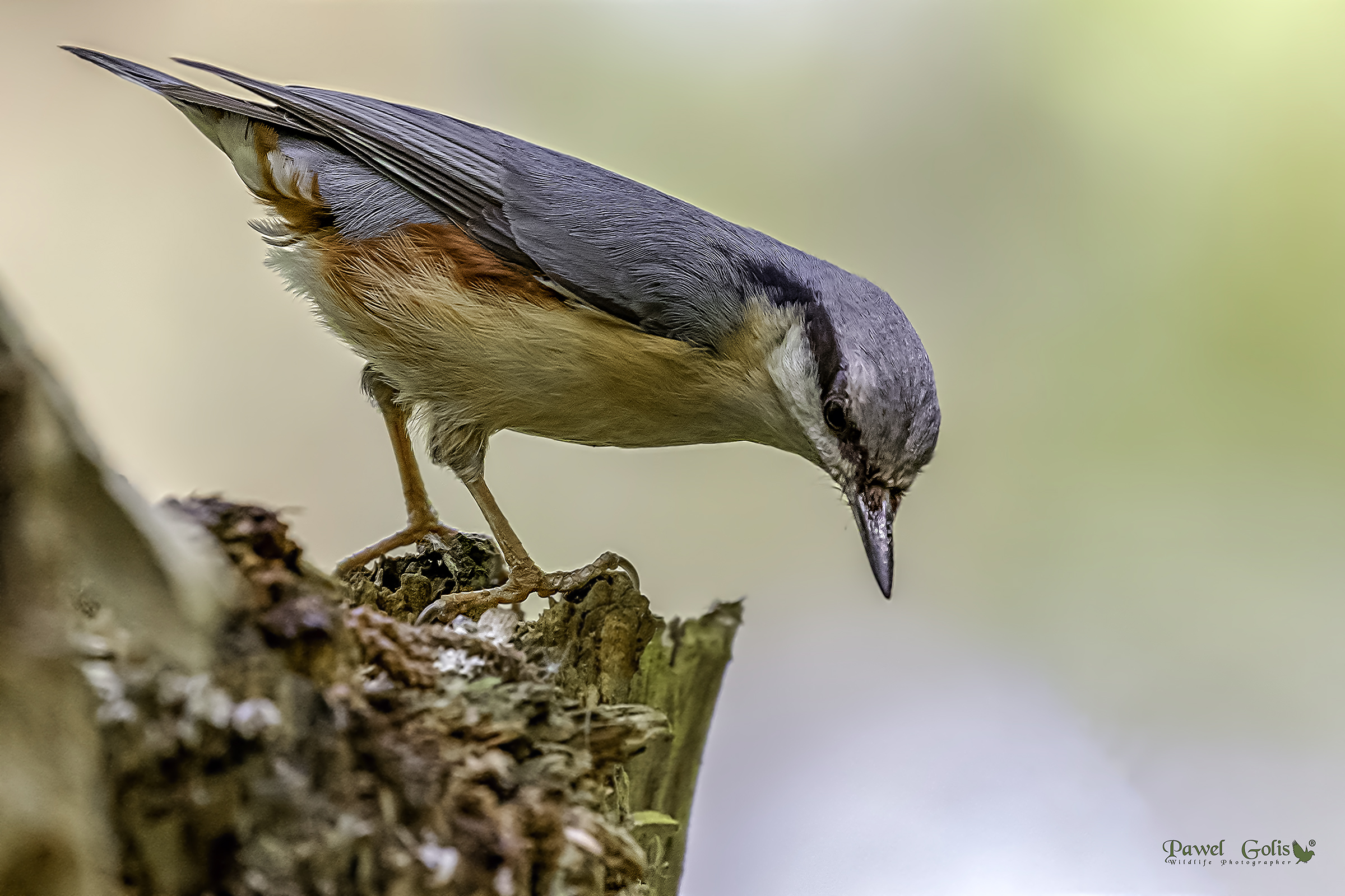 Nuthatch (Sitta europaea)