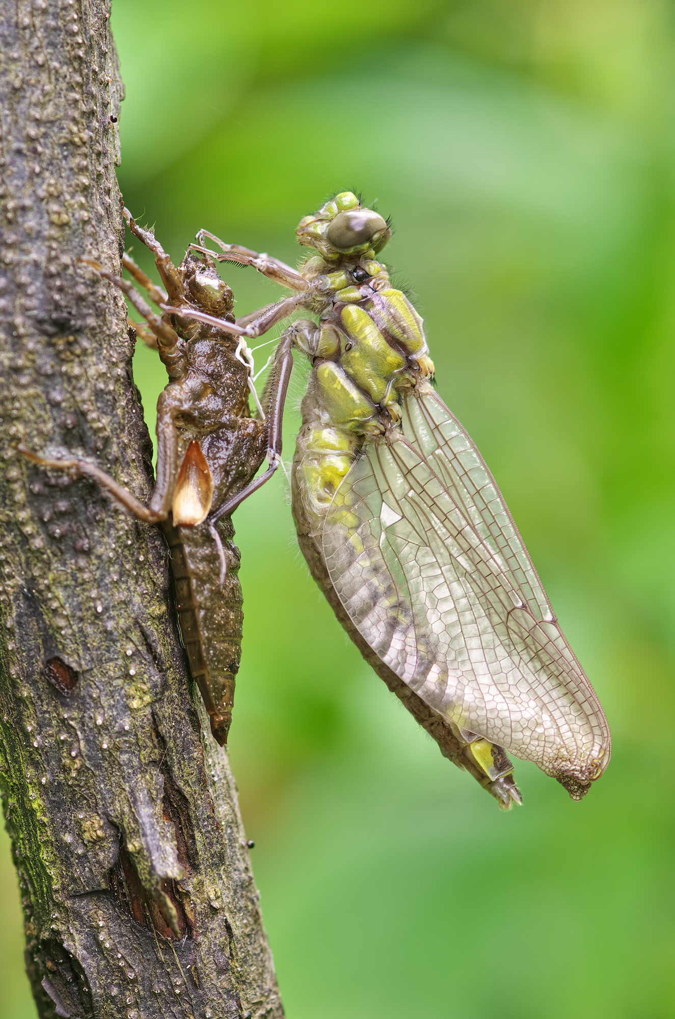 Gomphus vulgatissimus