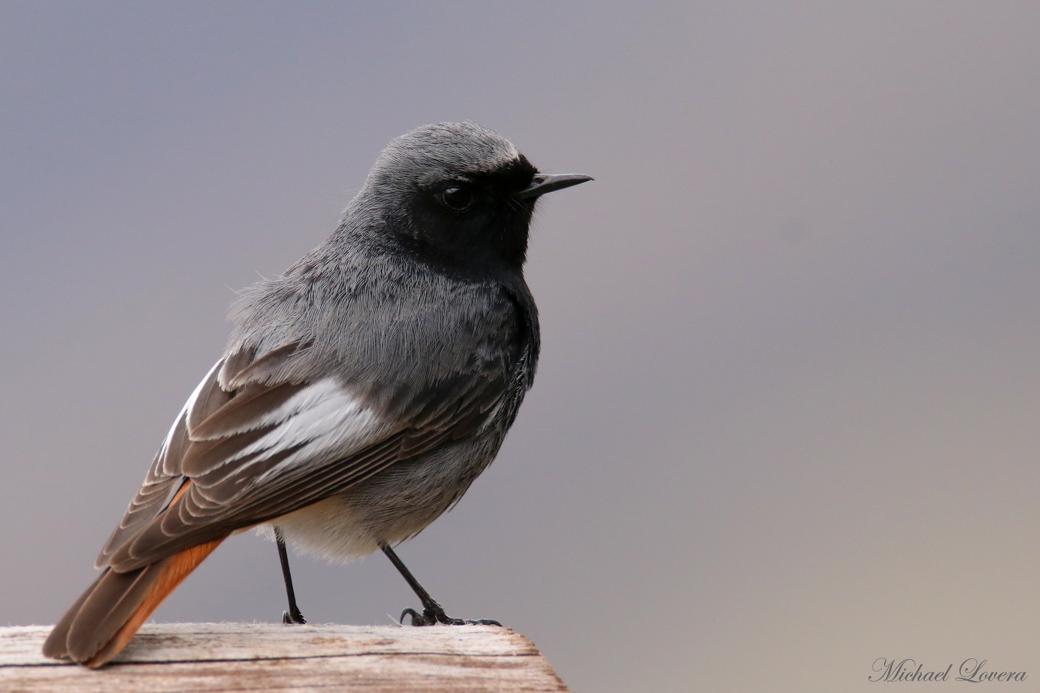 Codirosso Spazzacamino