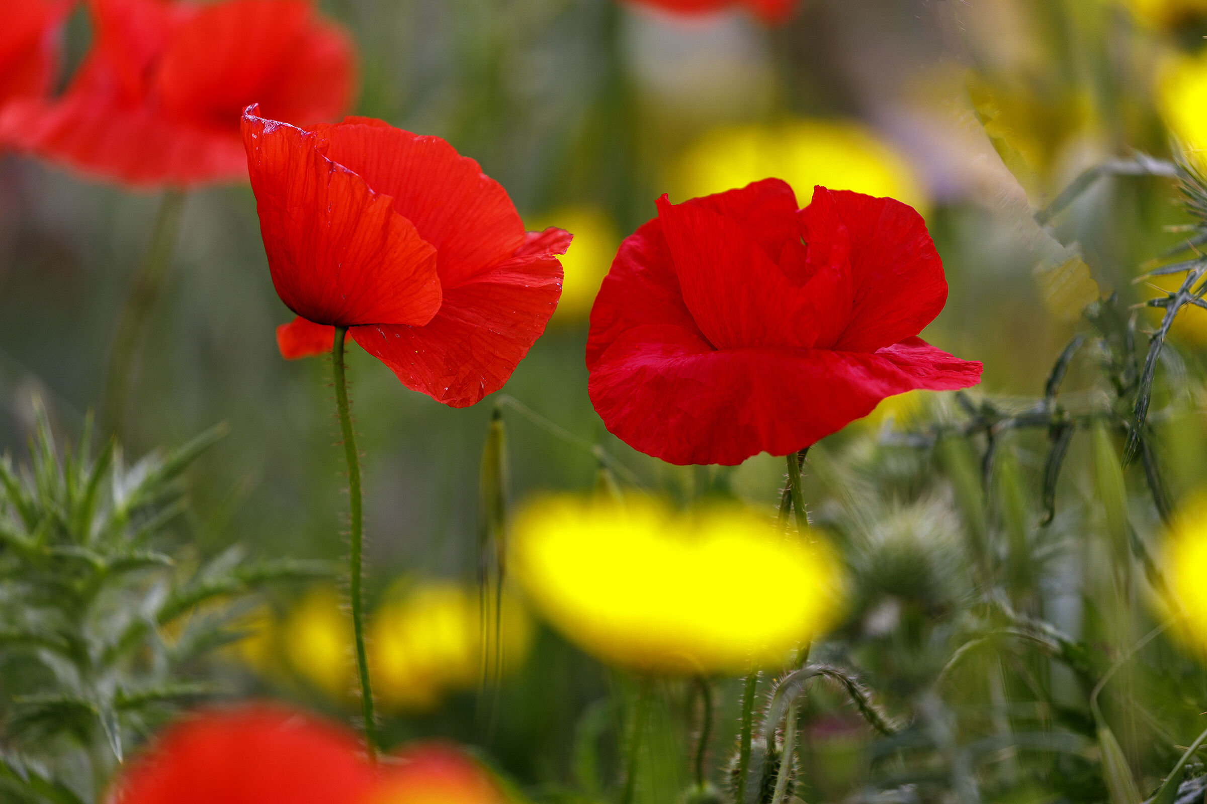 Poppies.