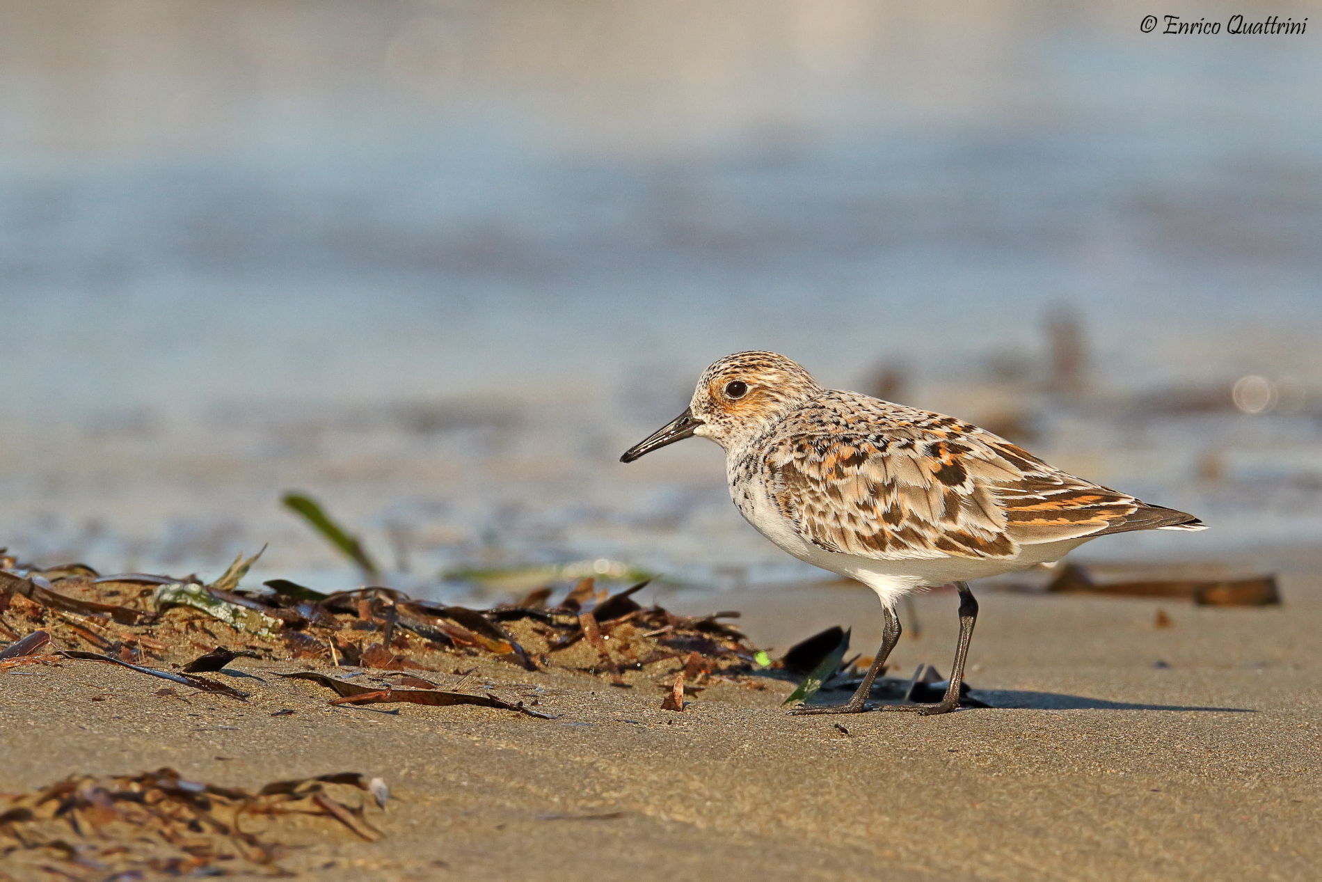 Piovanello tridattilo