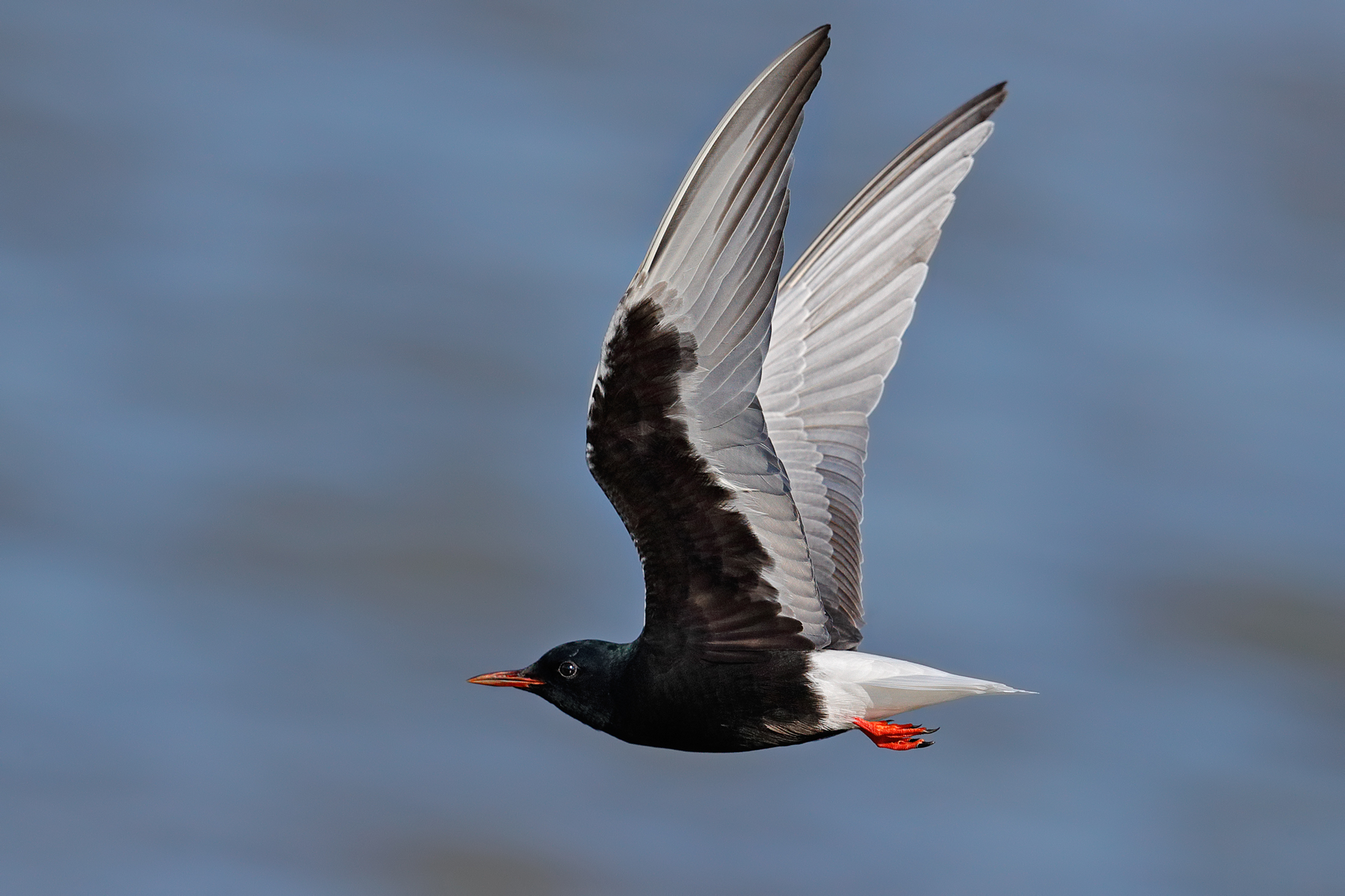 Mignattino alibianche