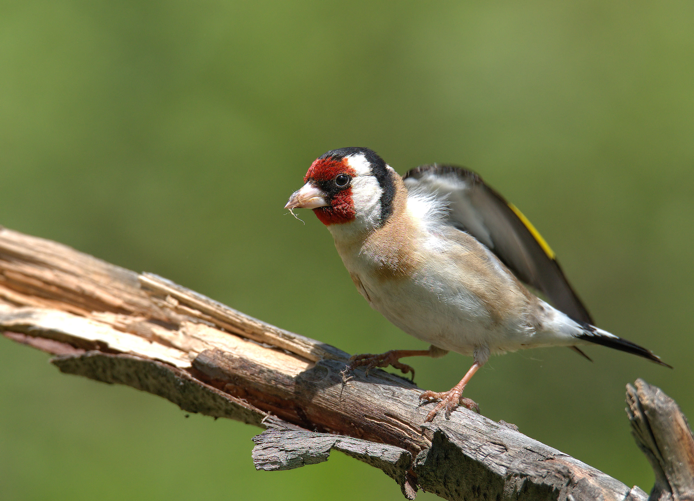 Goldfinch