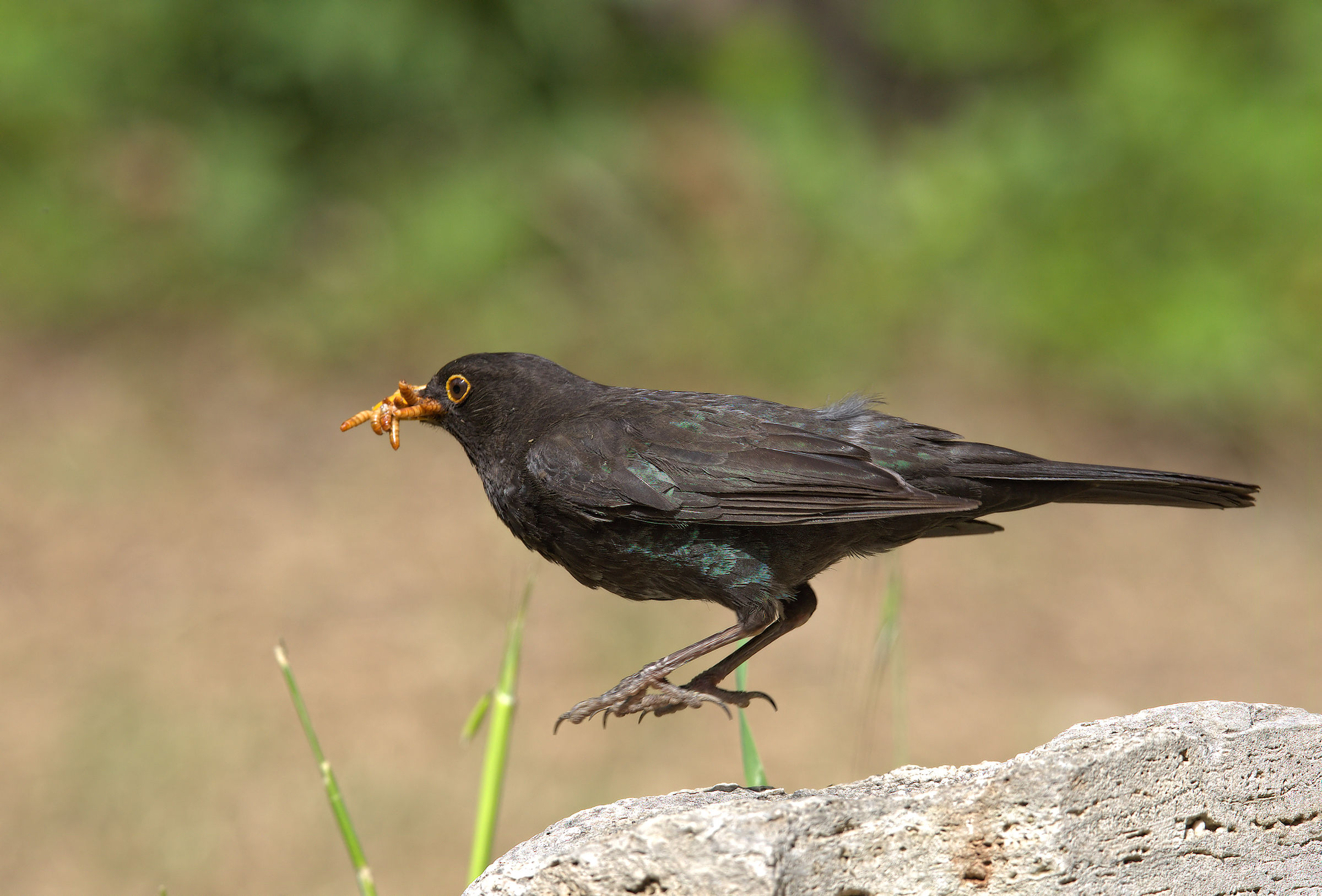 Male Blackbird