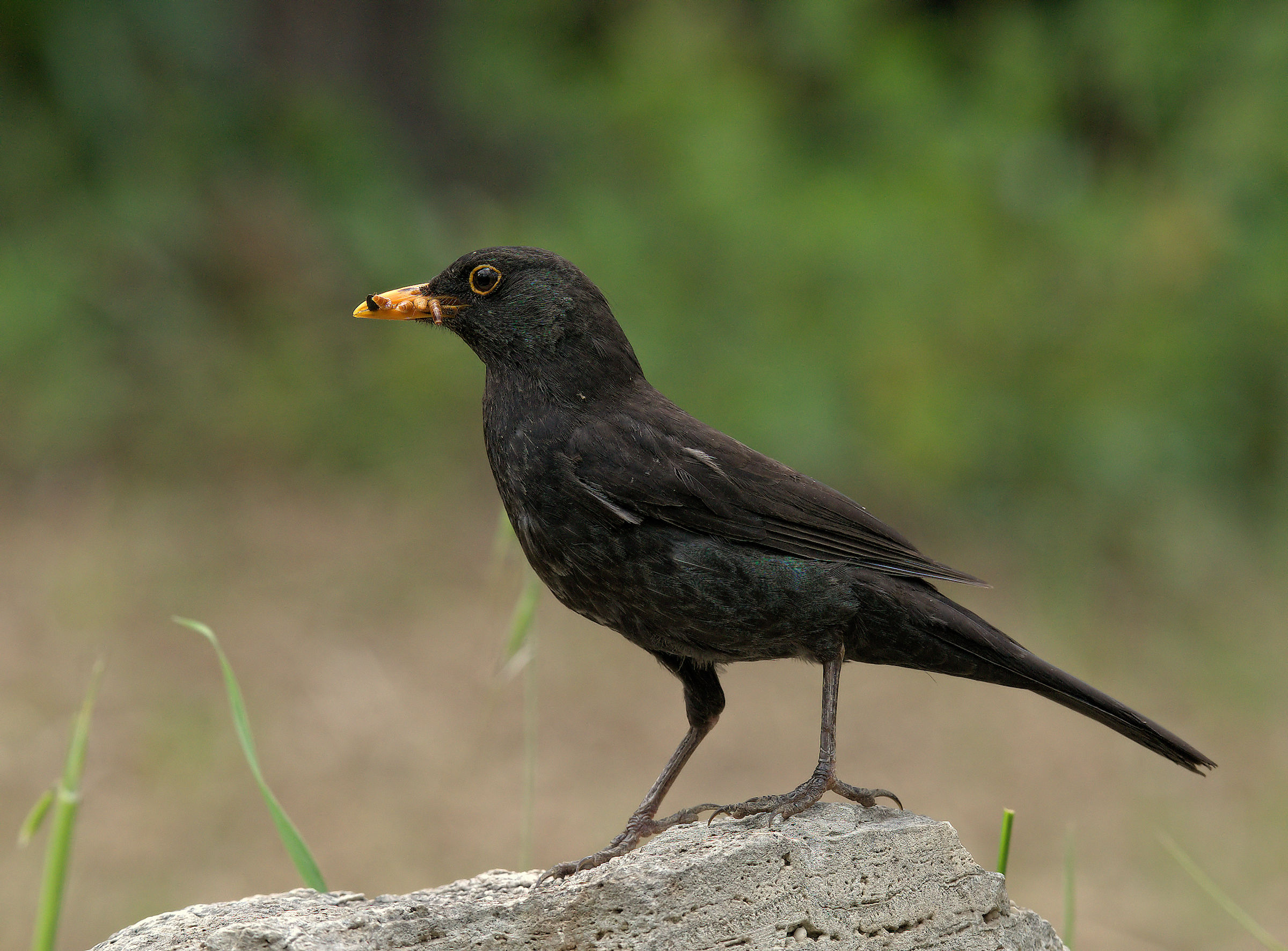 Male Blackbird