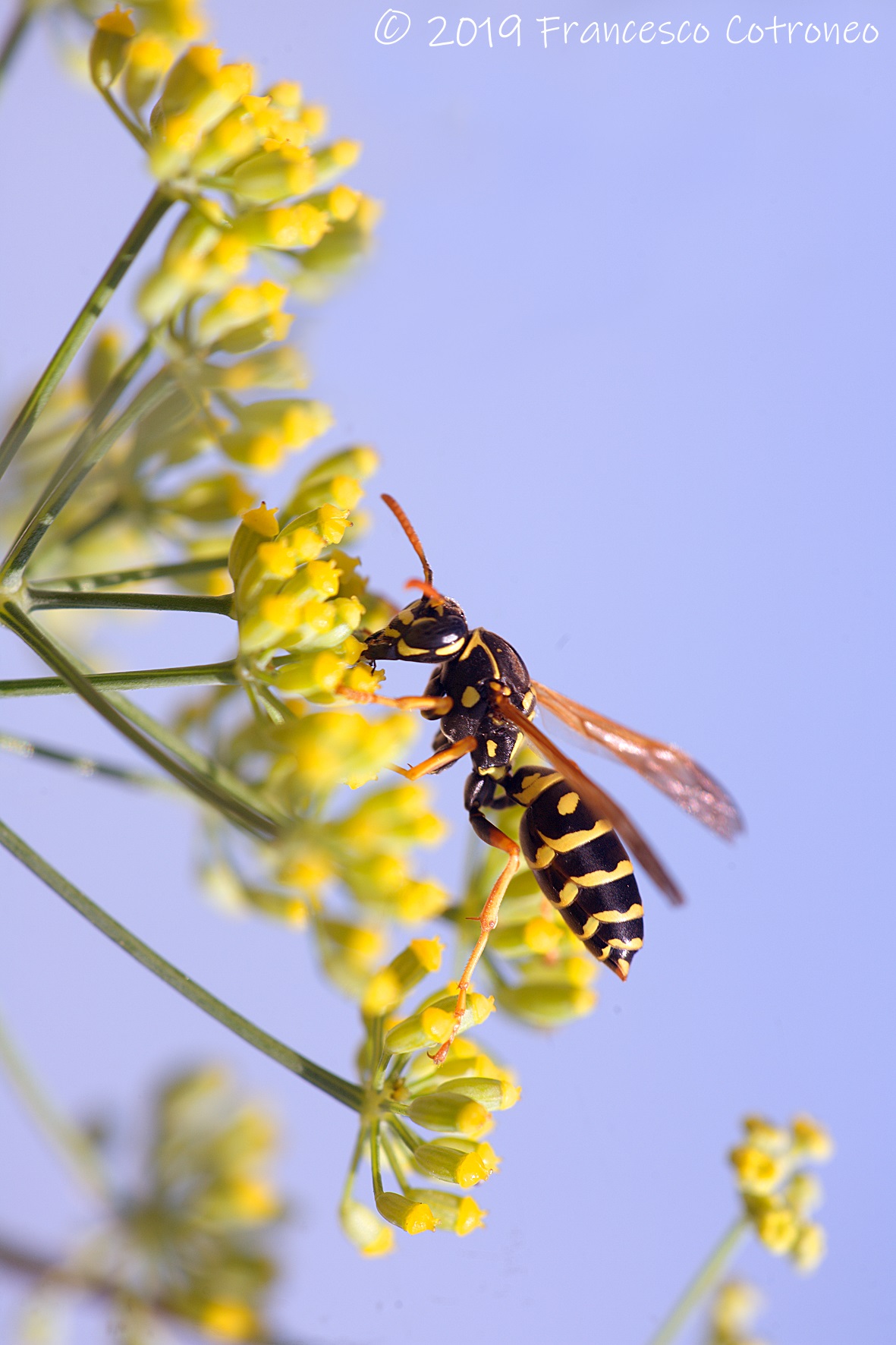Vespa su finocchietto selvatico sardo