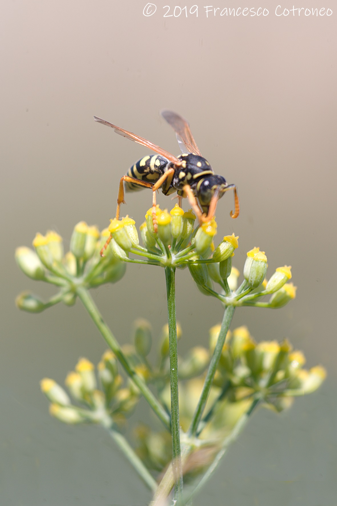 Vespa su finocchietto selvatico sardo