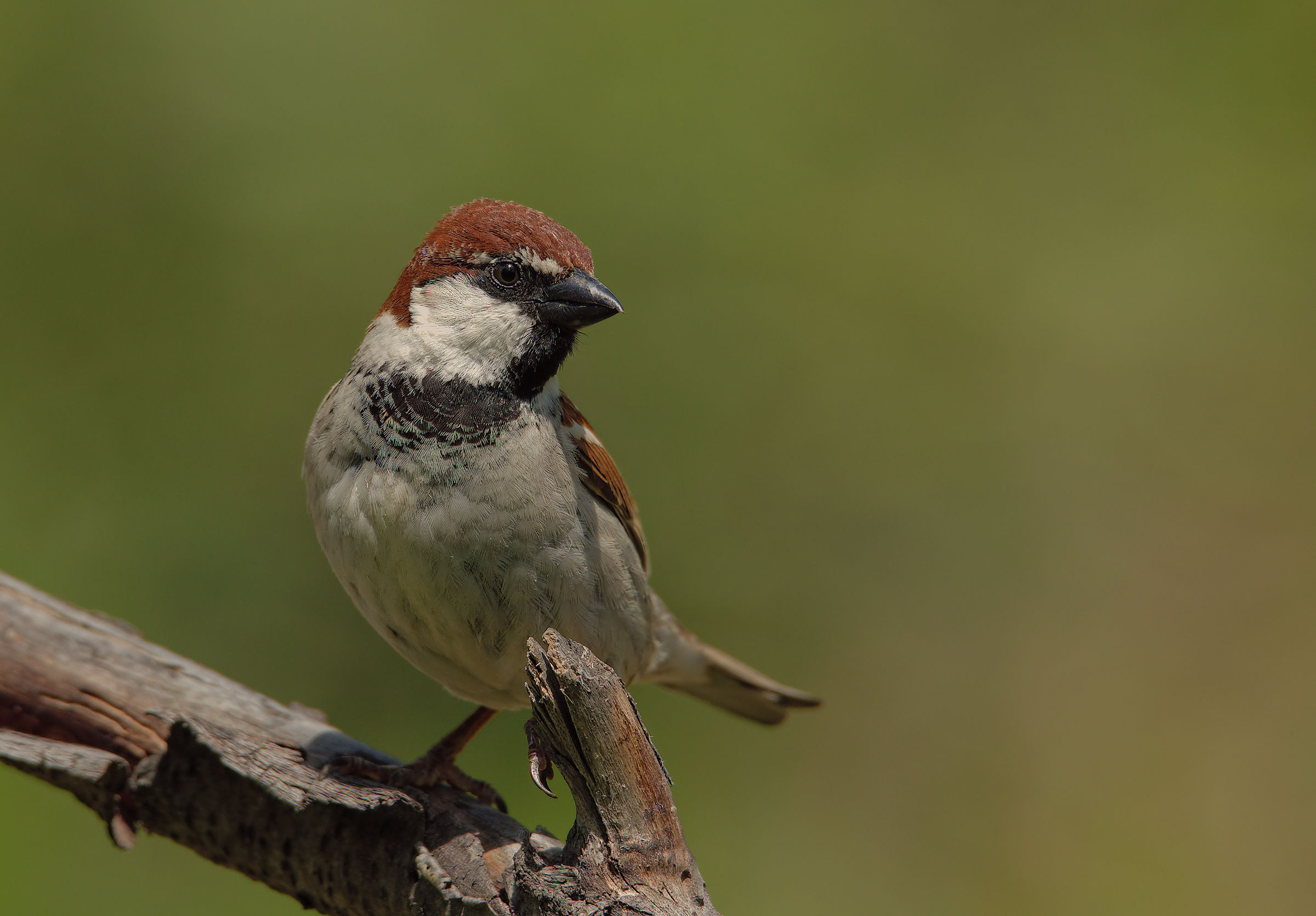 Male Sparrow of Italy