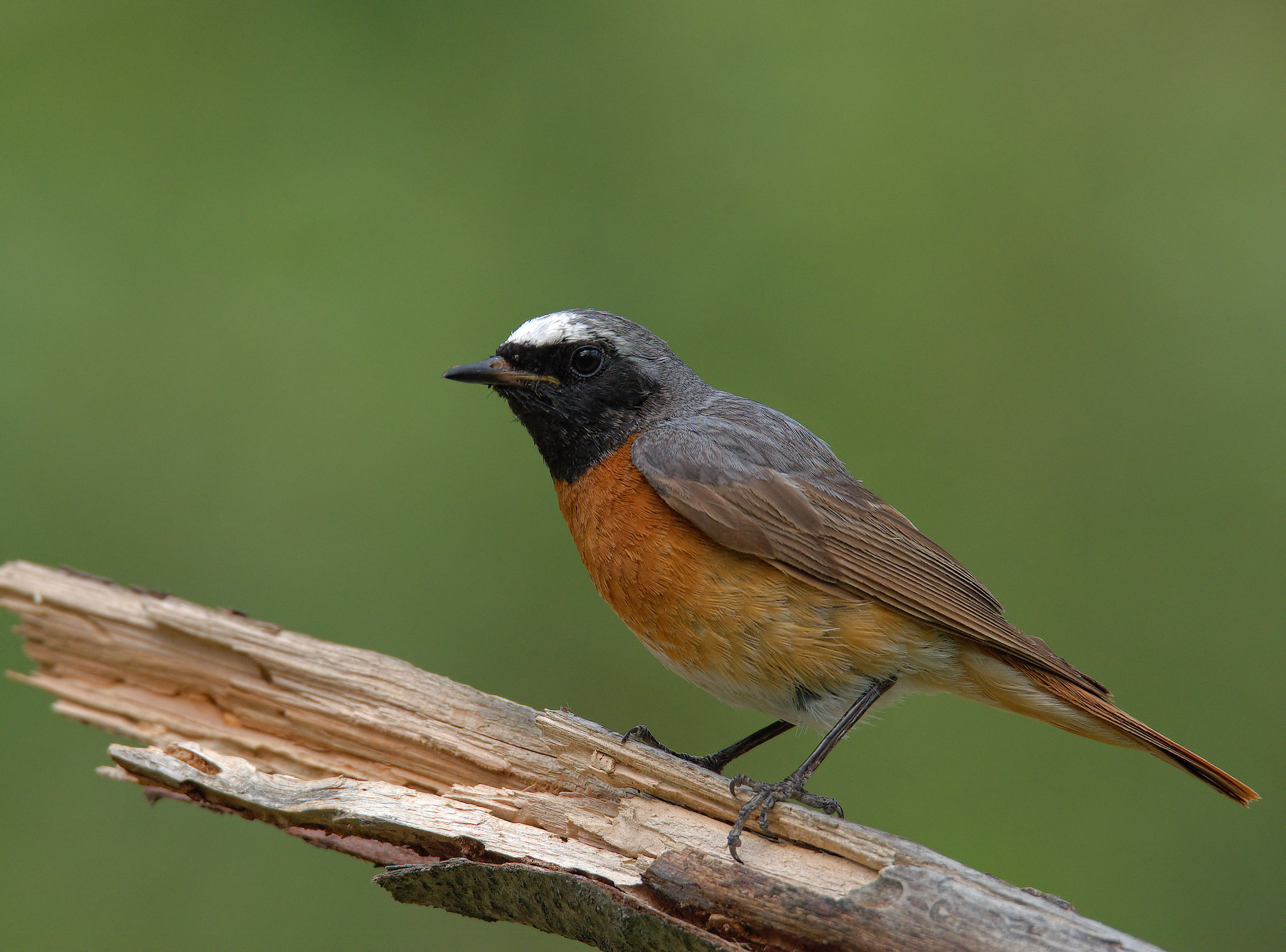 Male Common Redlight
