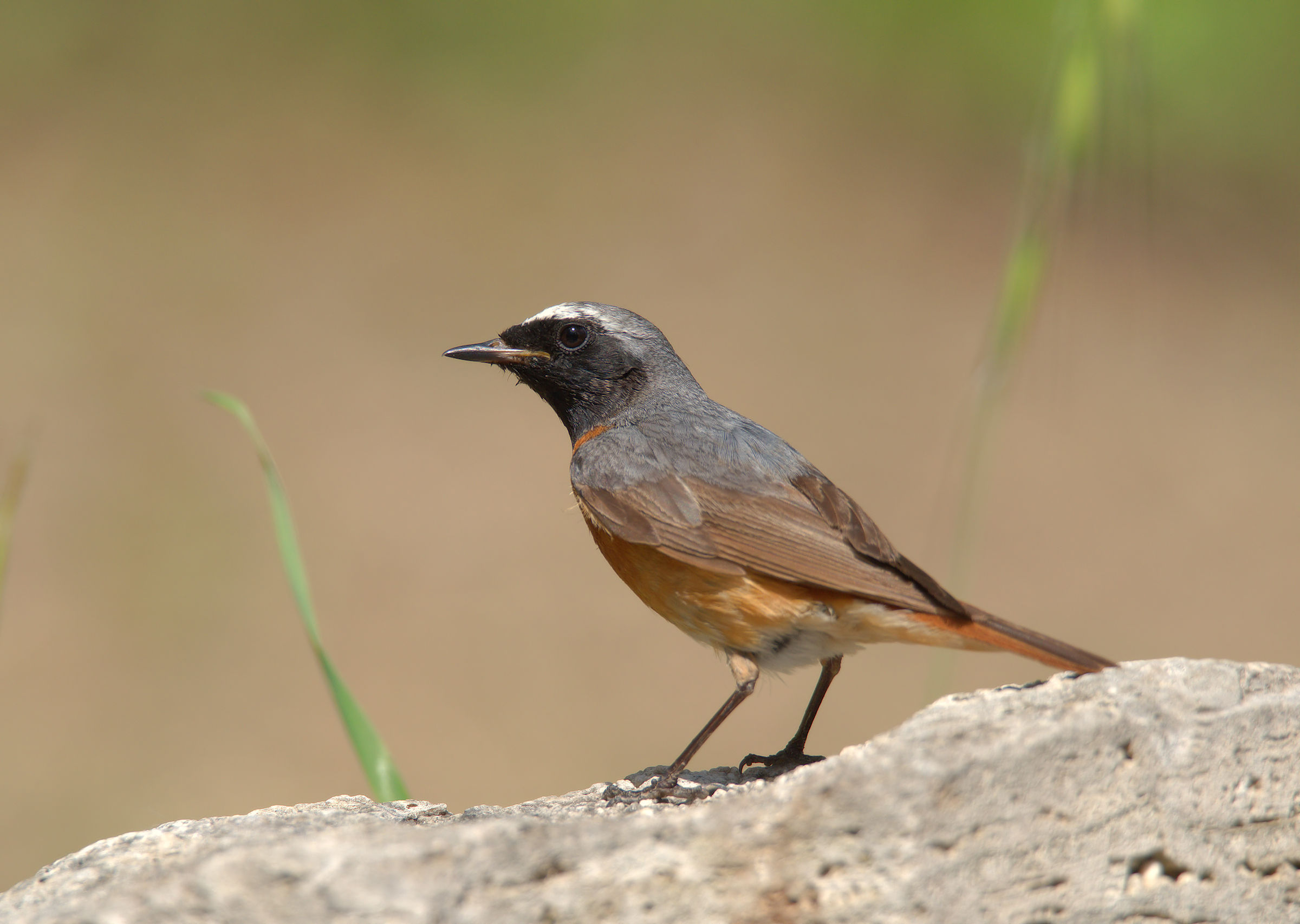 Male Common Redlight