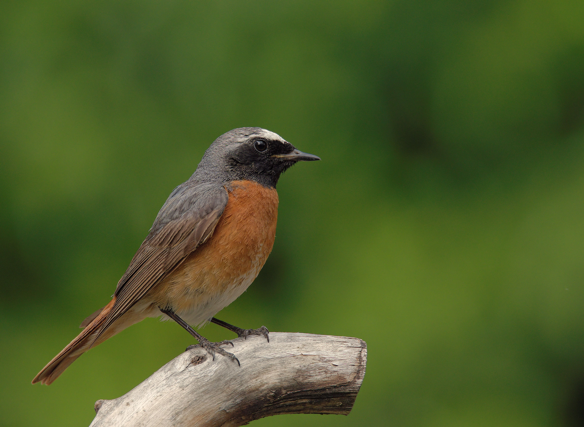 Male Common Redlight