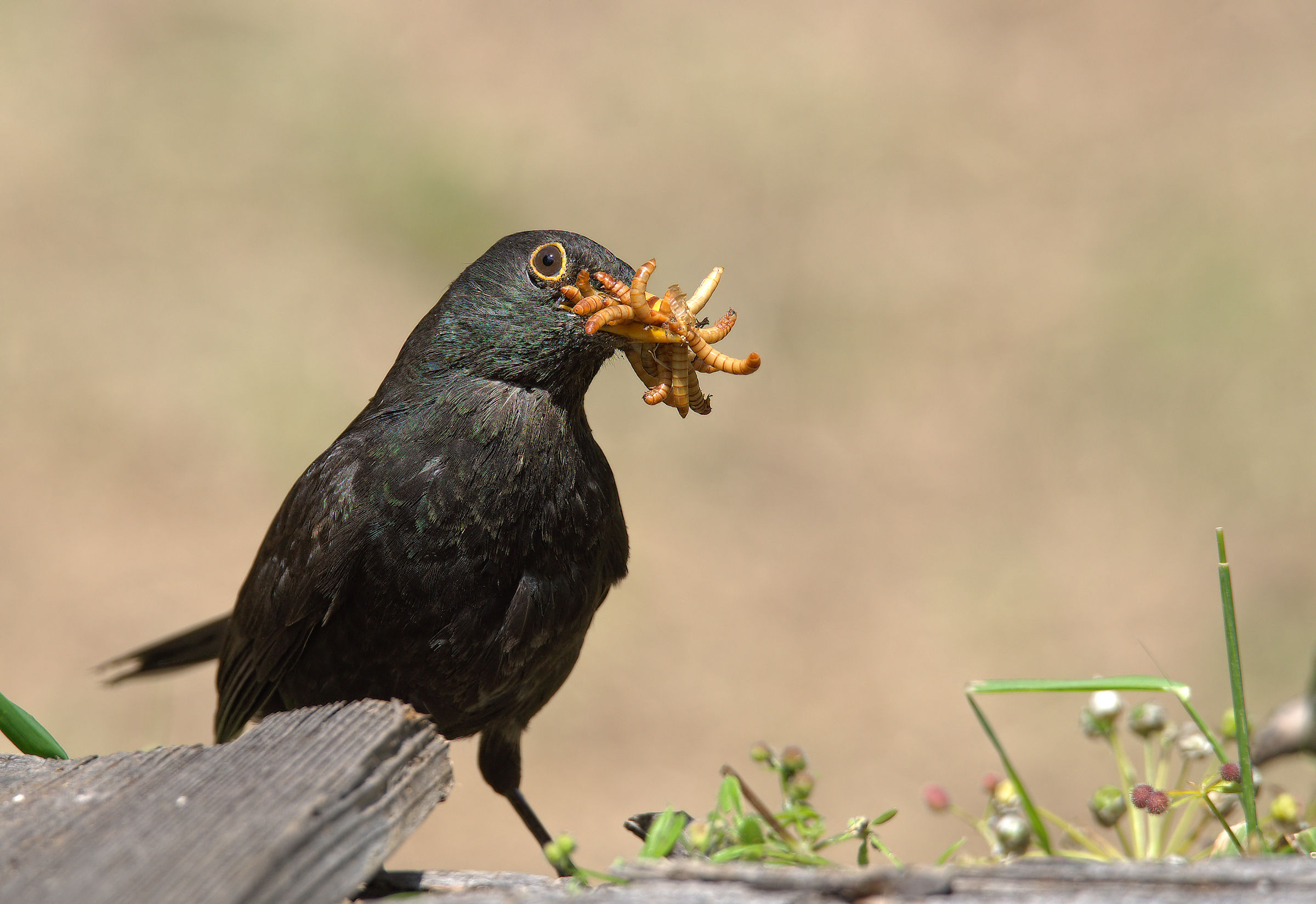 Male Blackbird