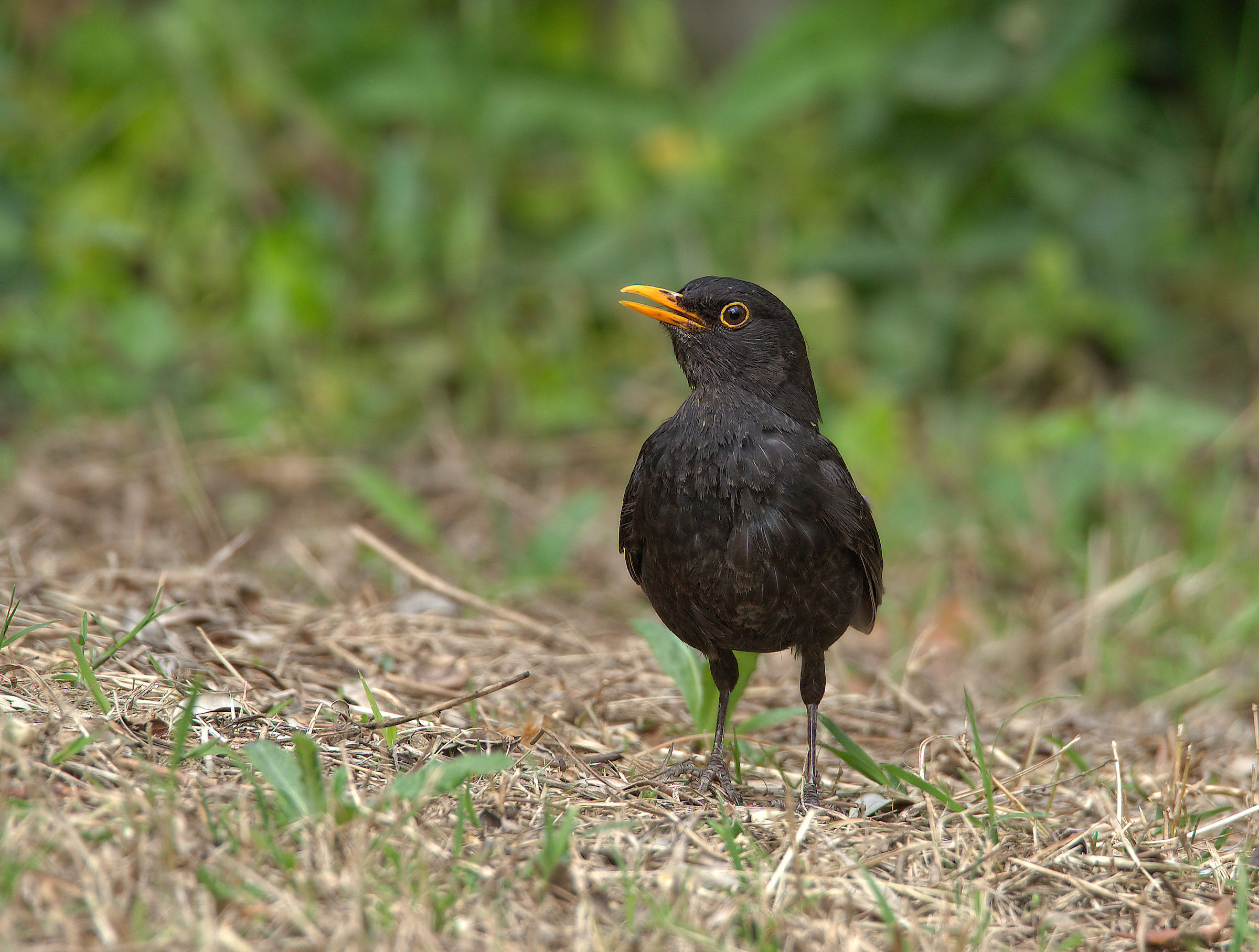 Male Blackbird