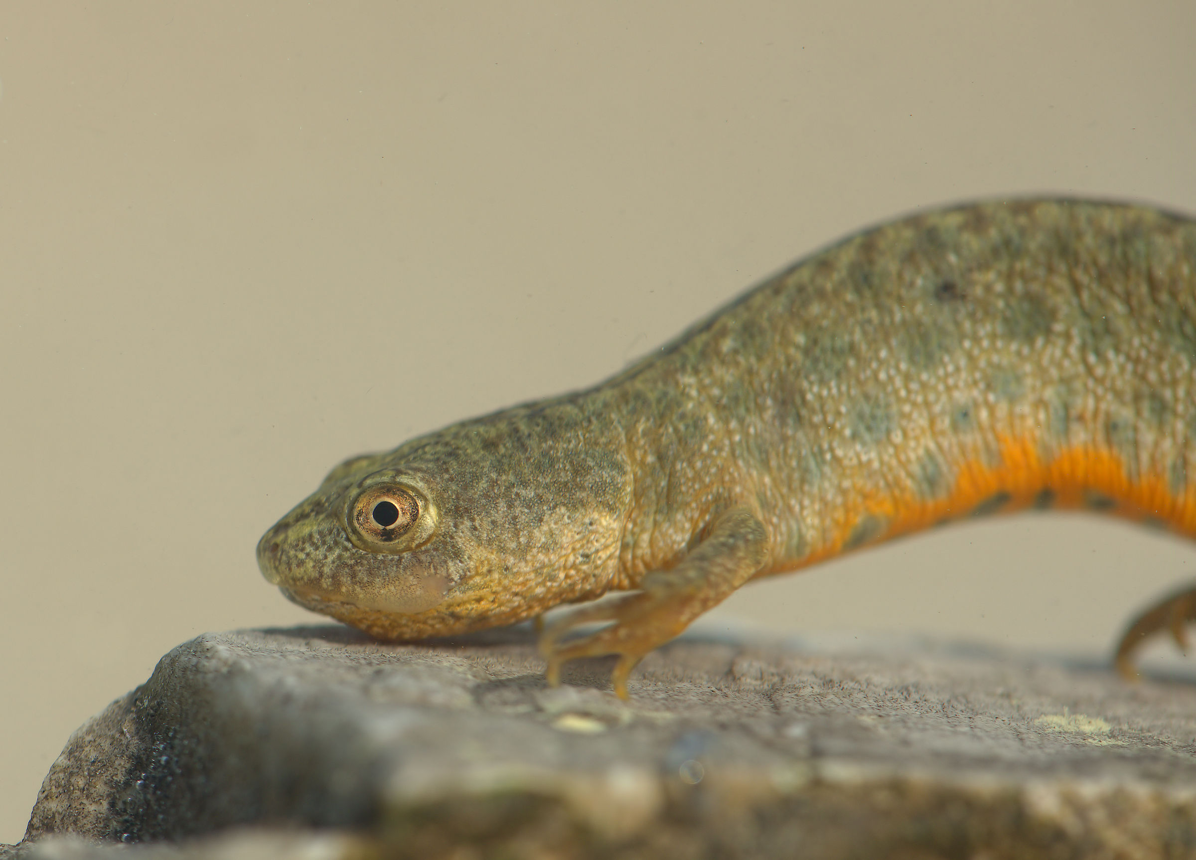 Tritone crestato femmina