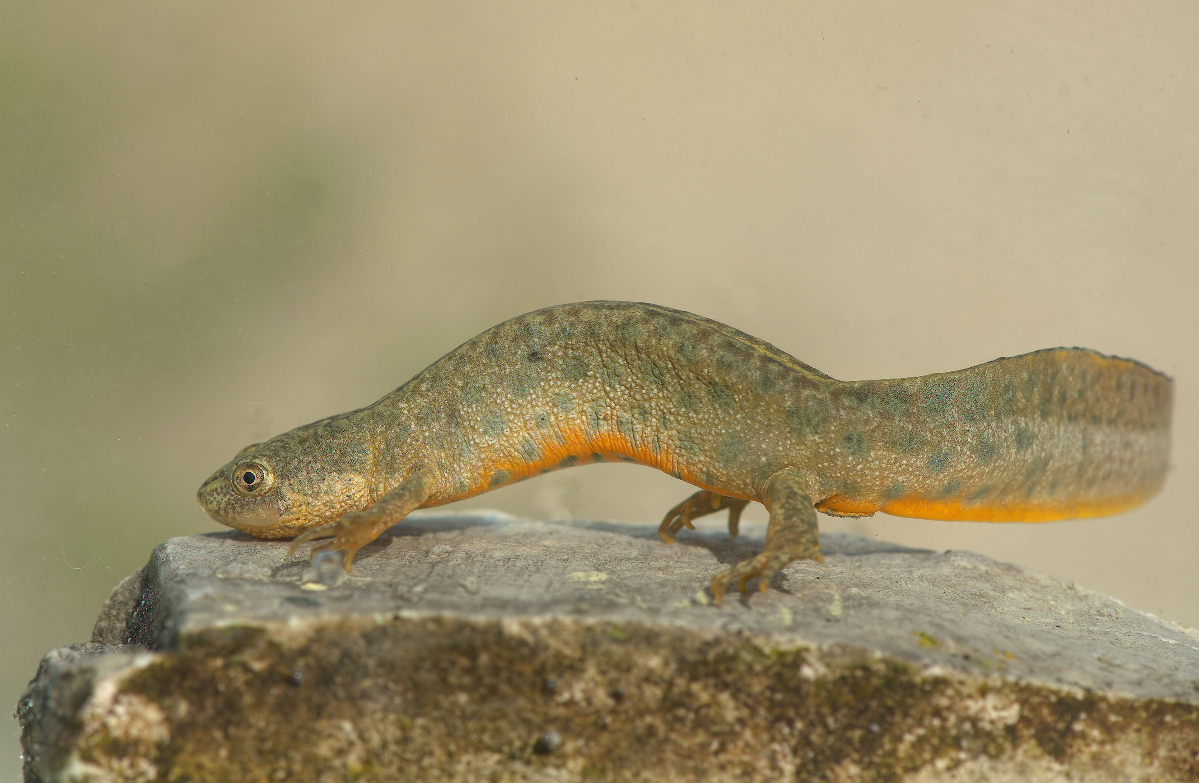 TTritone crestato femmina