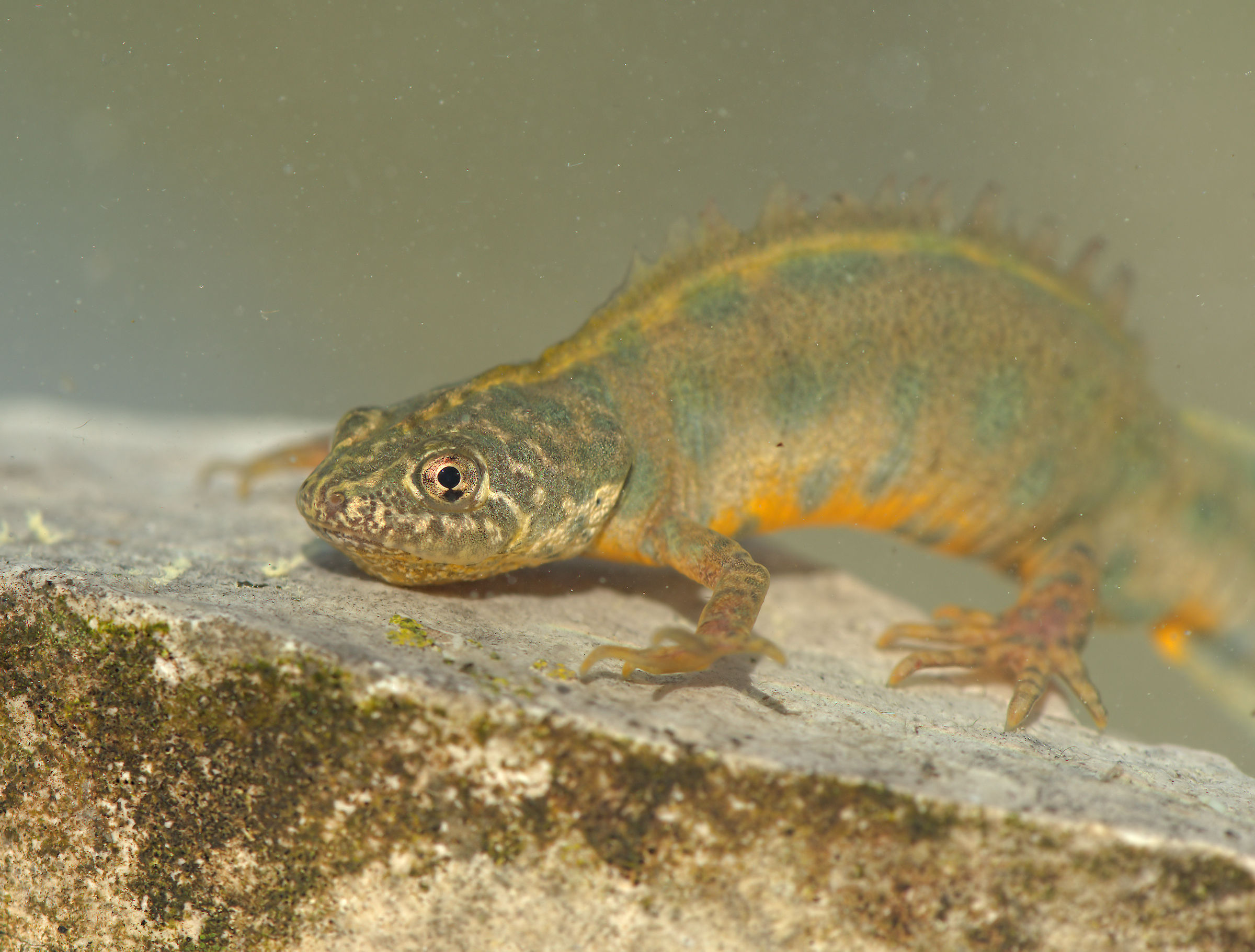 Tritone crestato femmina