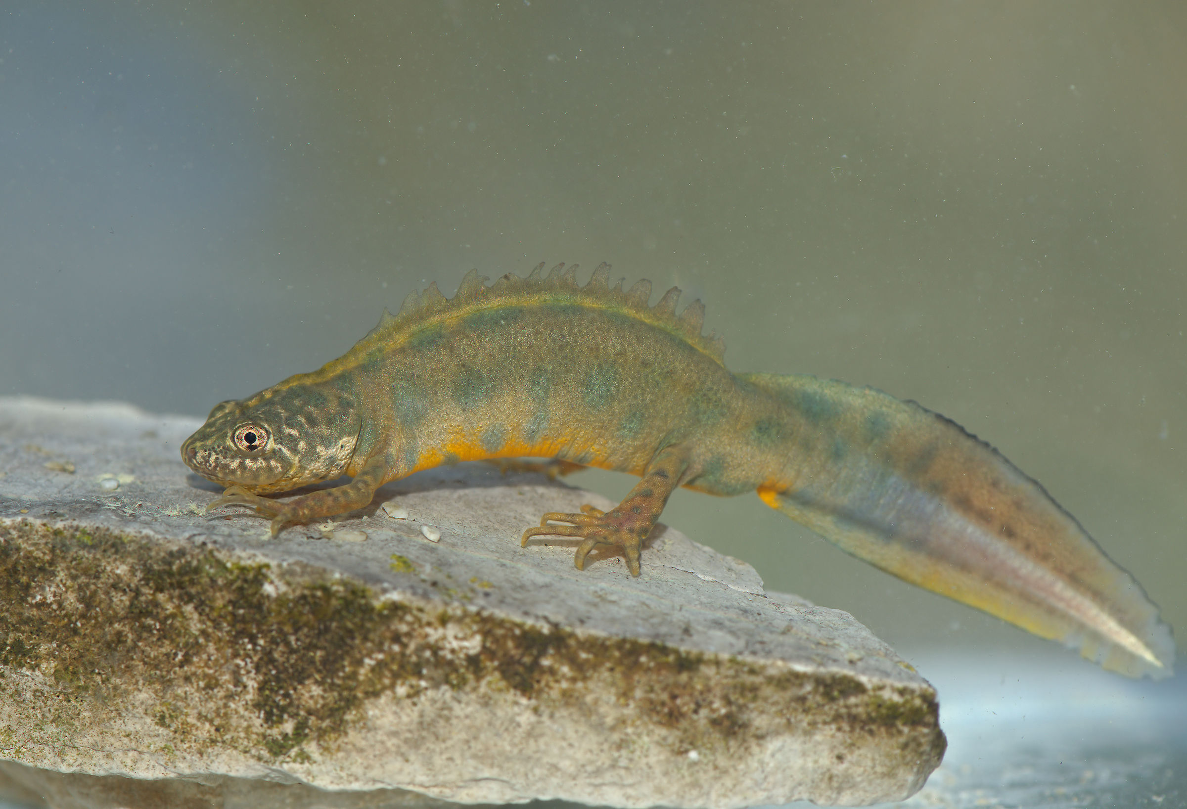 Tritone crestato maschio