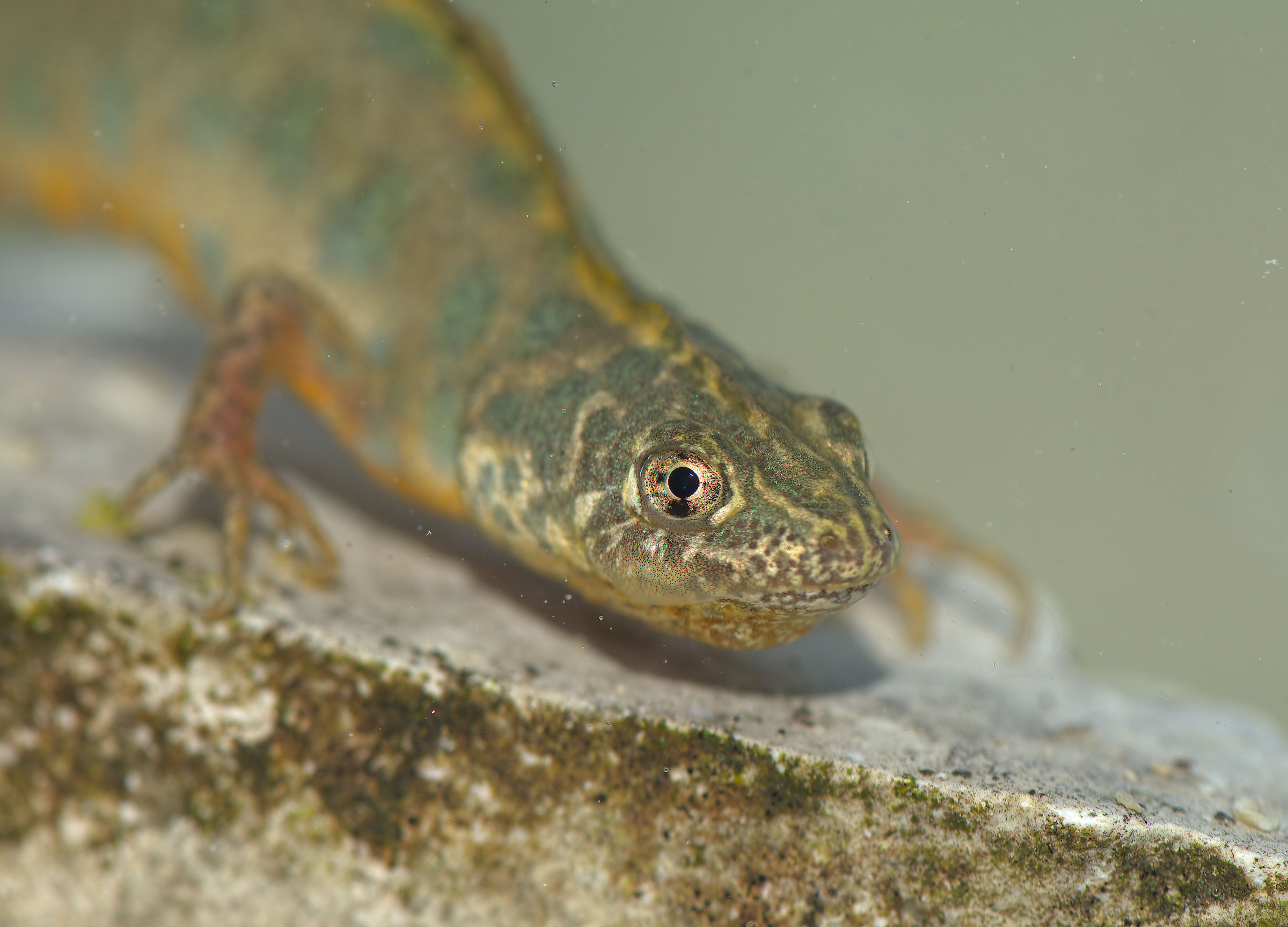 Tritone crestato maschio