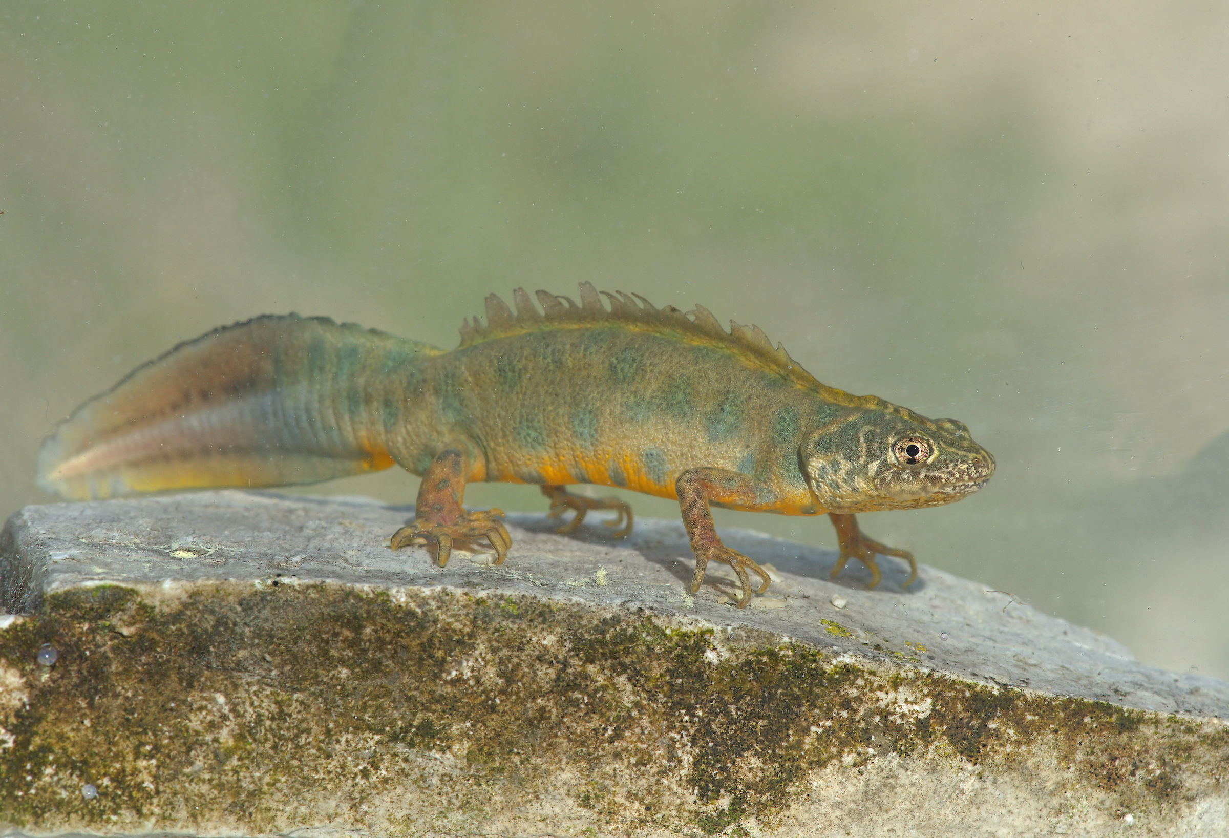 Tritone crestato maschio