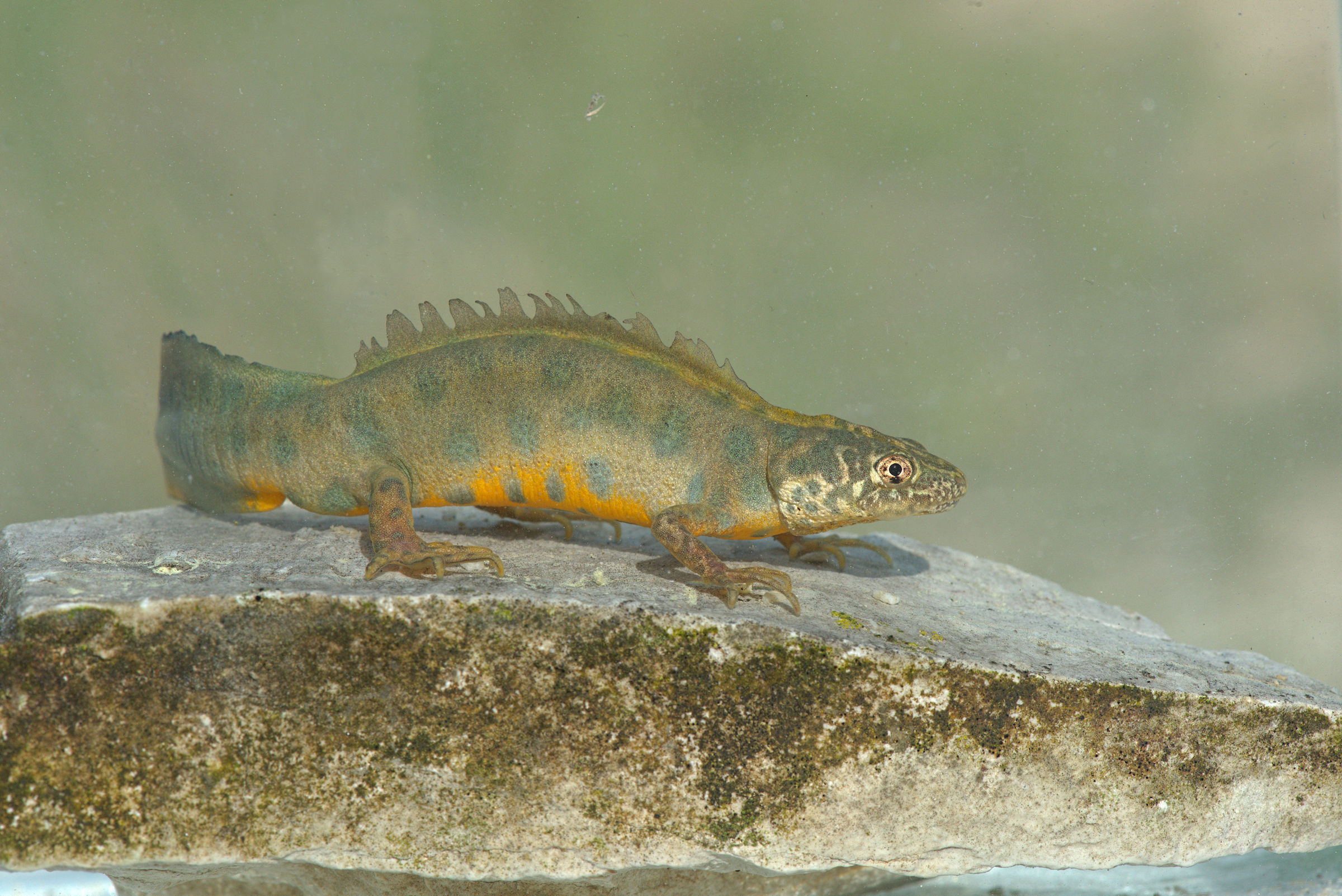 Tritone crestato maschio