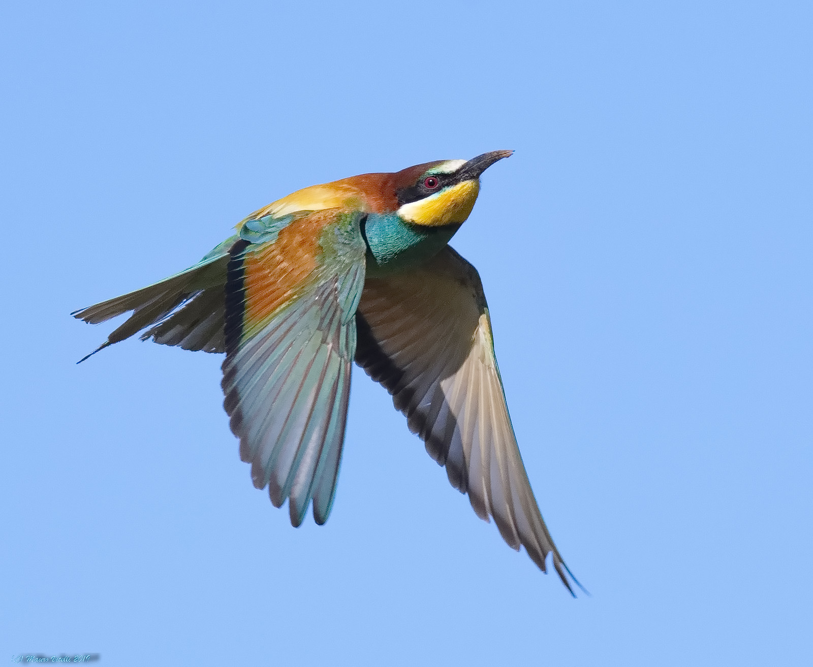 Bee-eater (Merops apiaster)