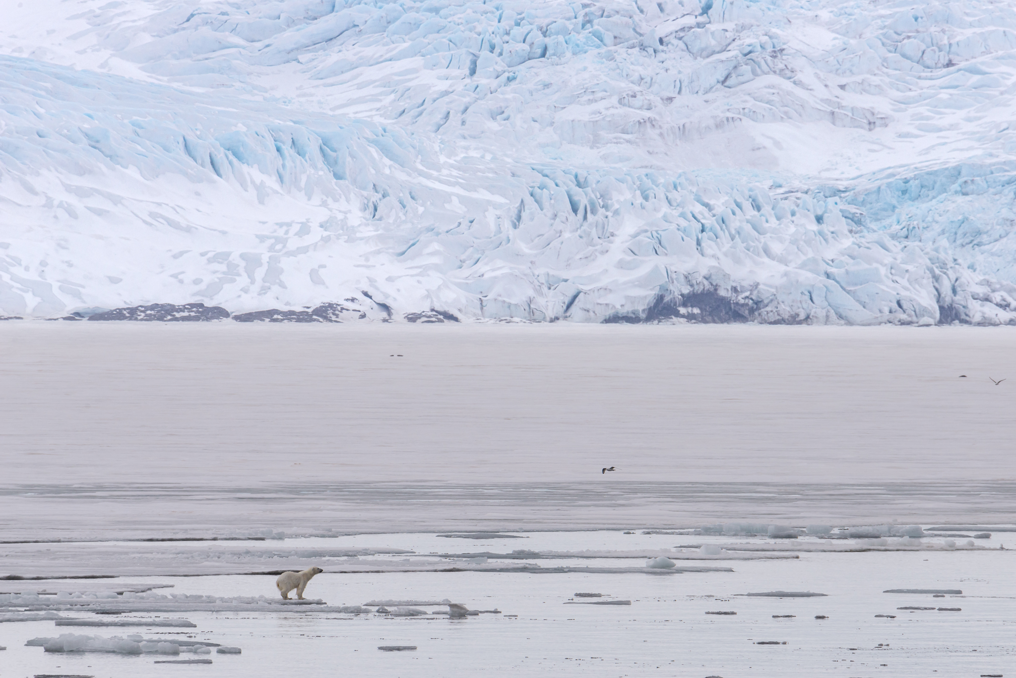 Orso e Nordenskiöldbreen