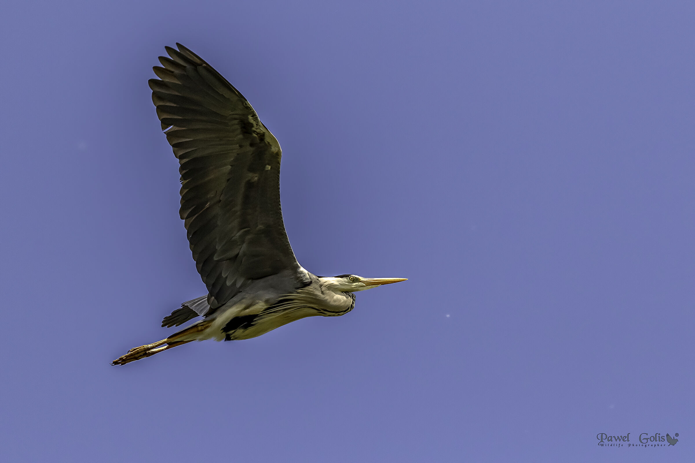 Grey heron (Ardea cinerea) in Fly