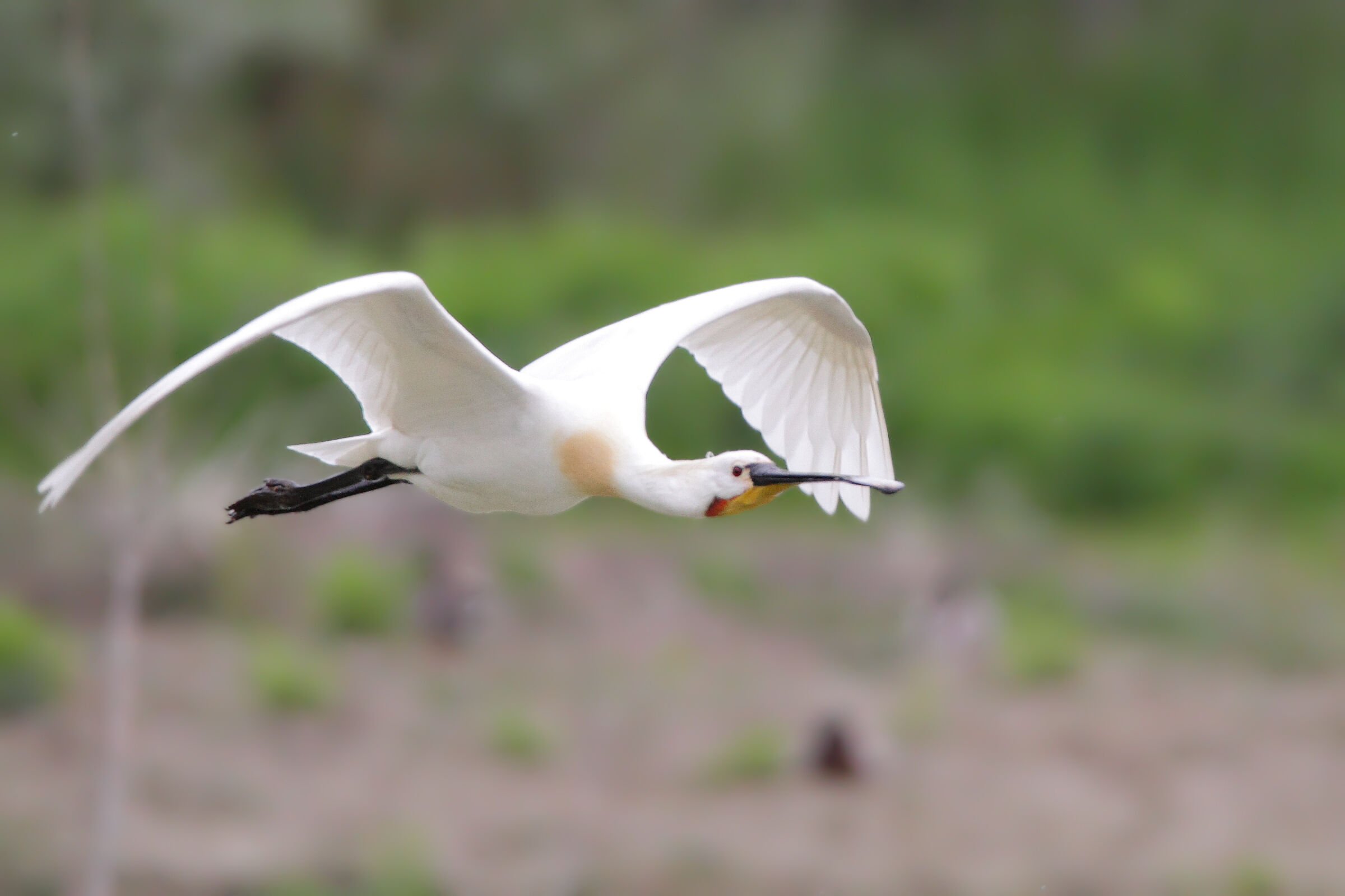 Spatola in volo