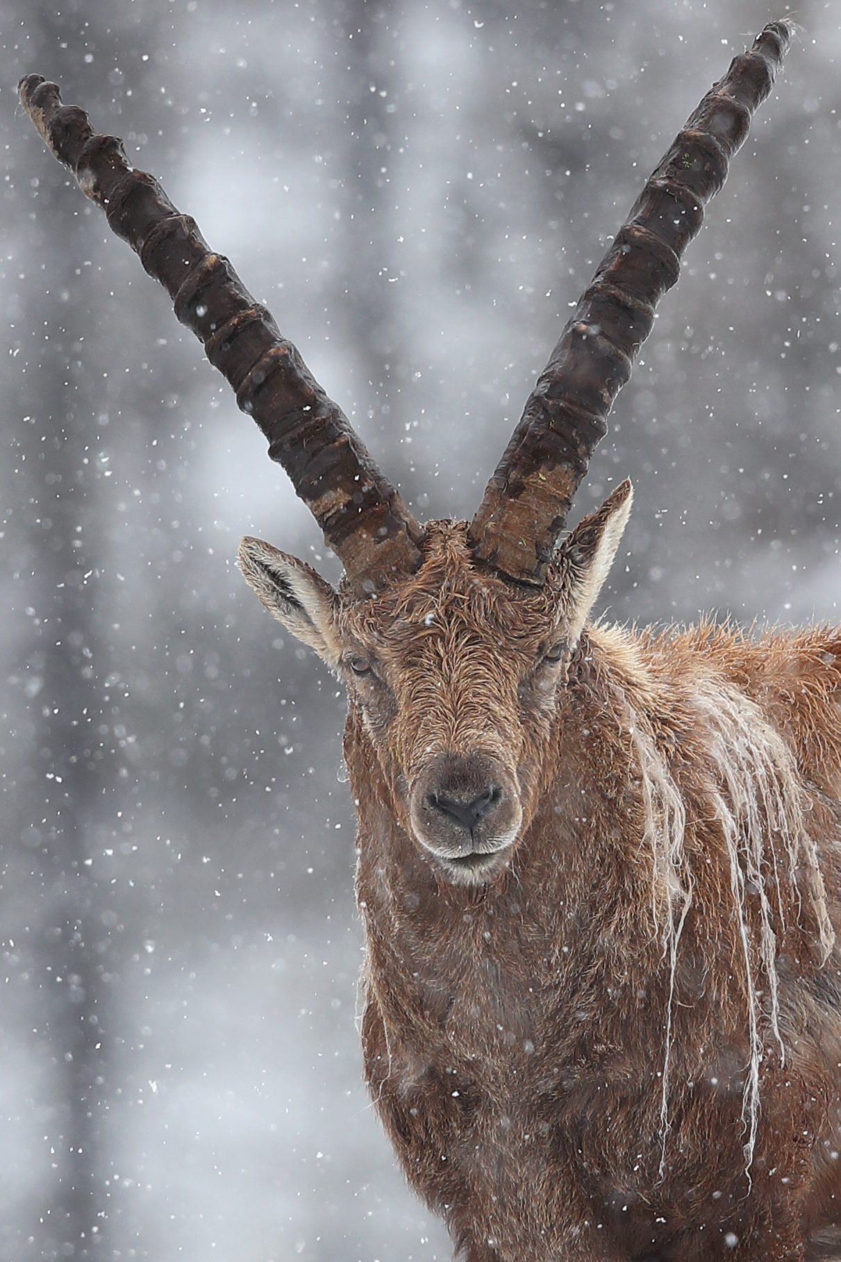 Portrait 18 maggio 2019