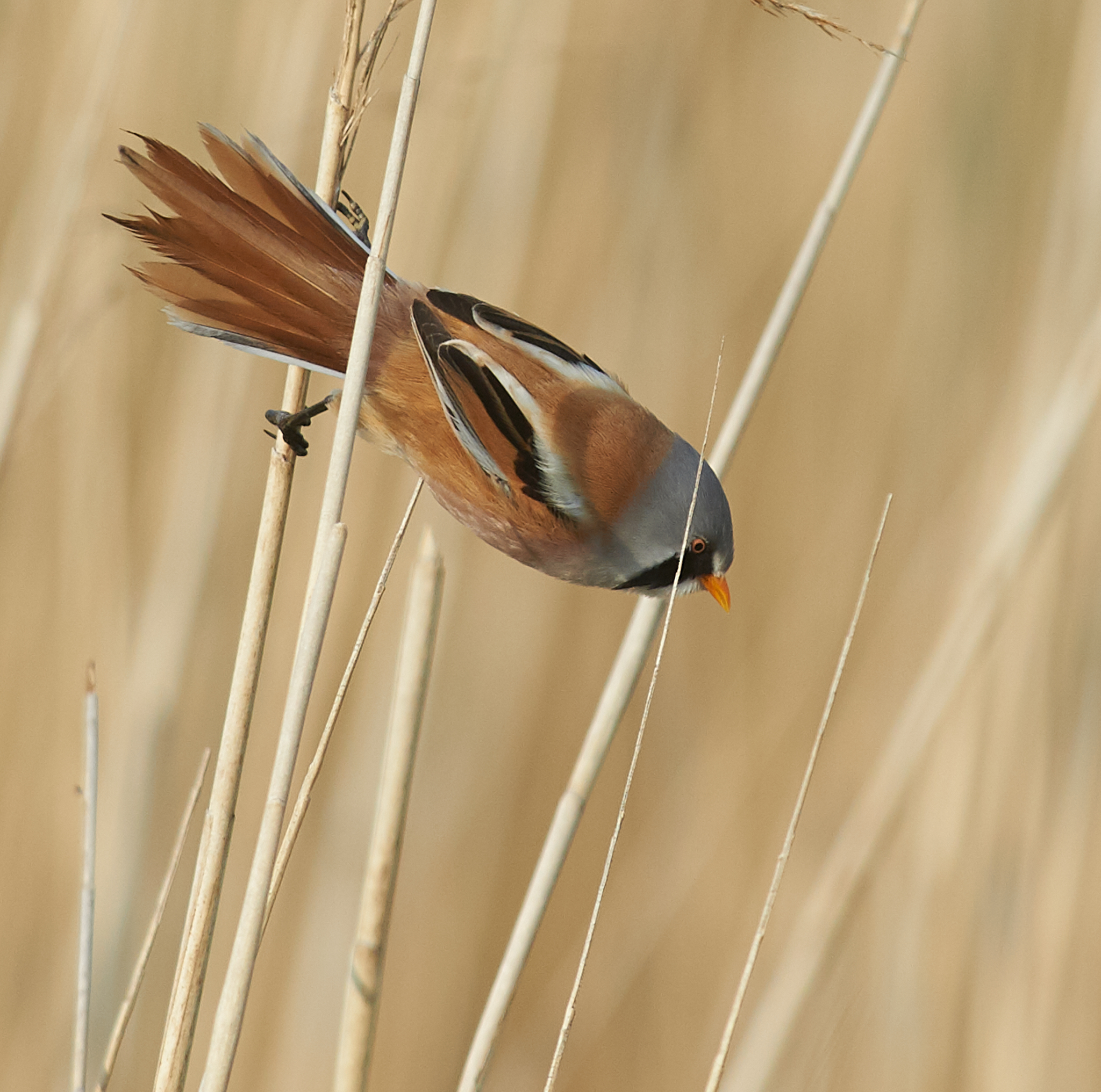 Bearded Reedling