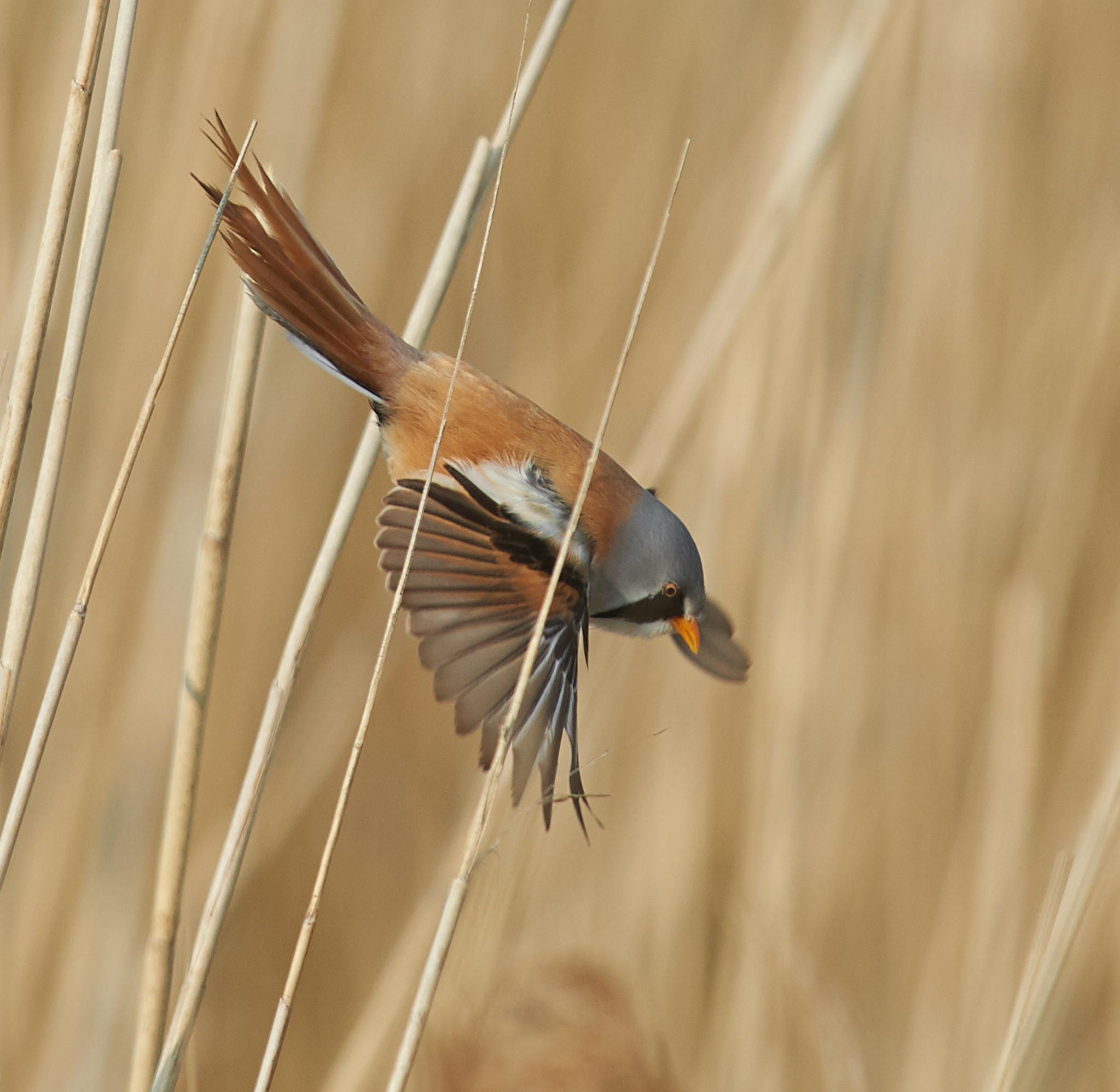 Bearded Reedling