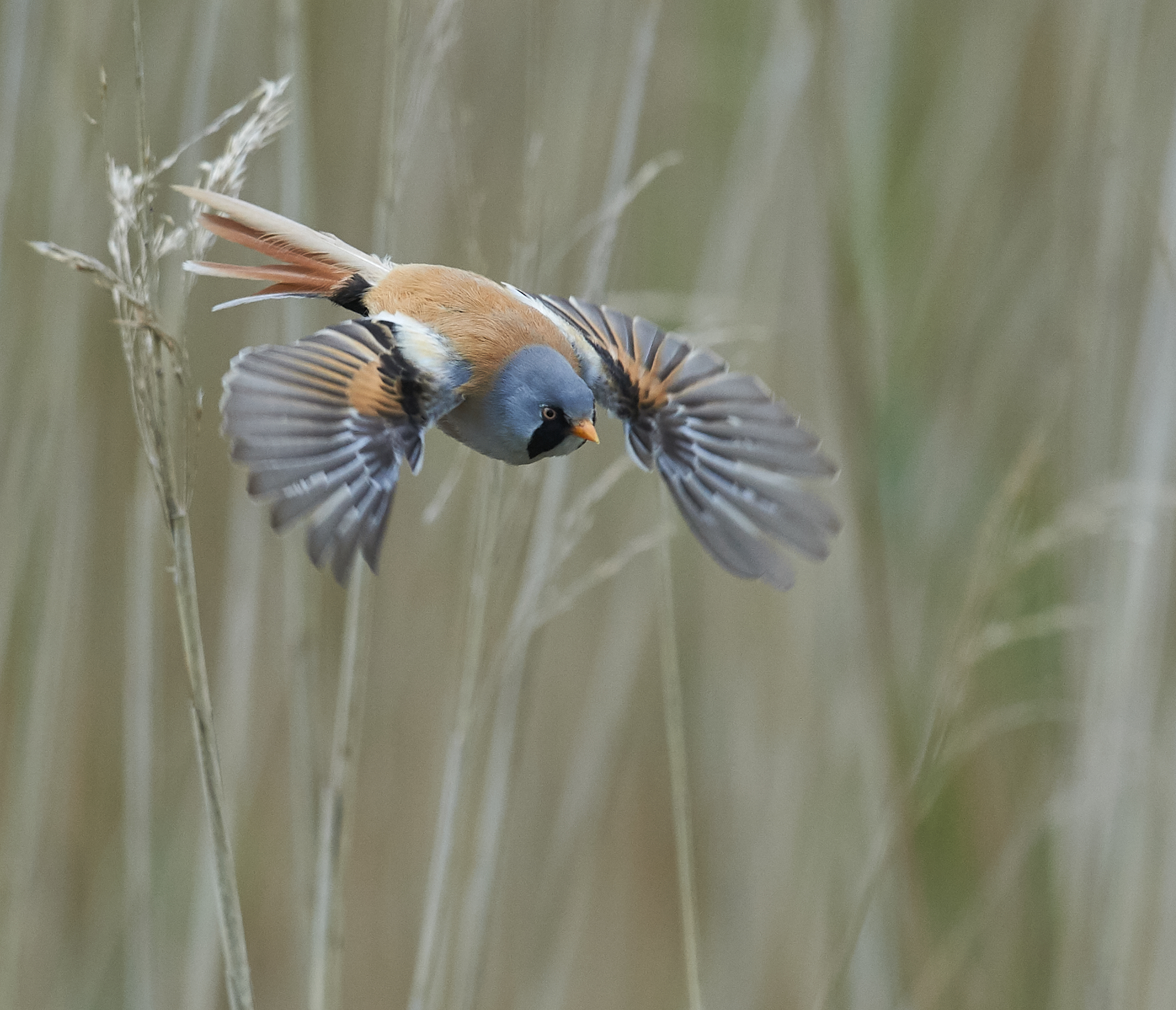 Bearded Reedling