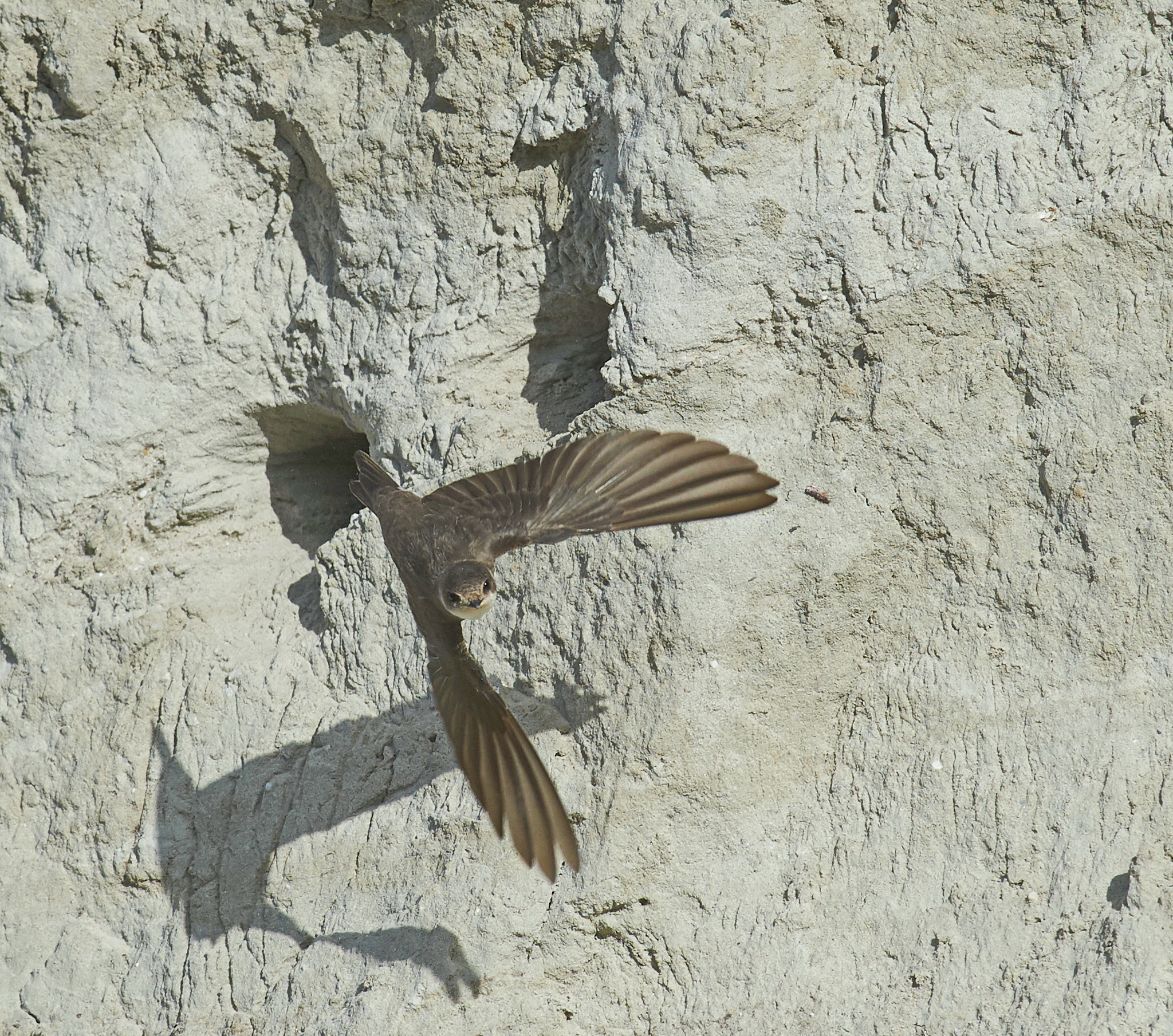 Sand Martin