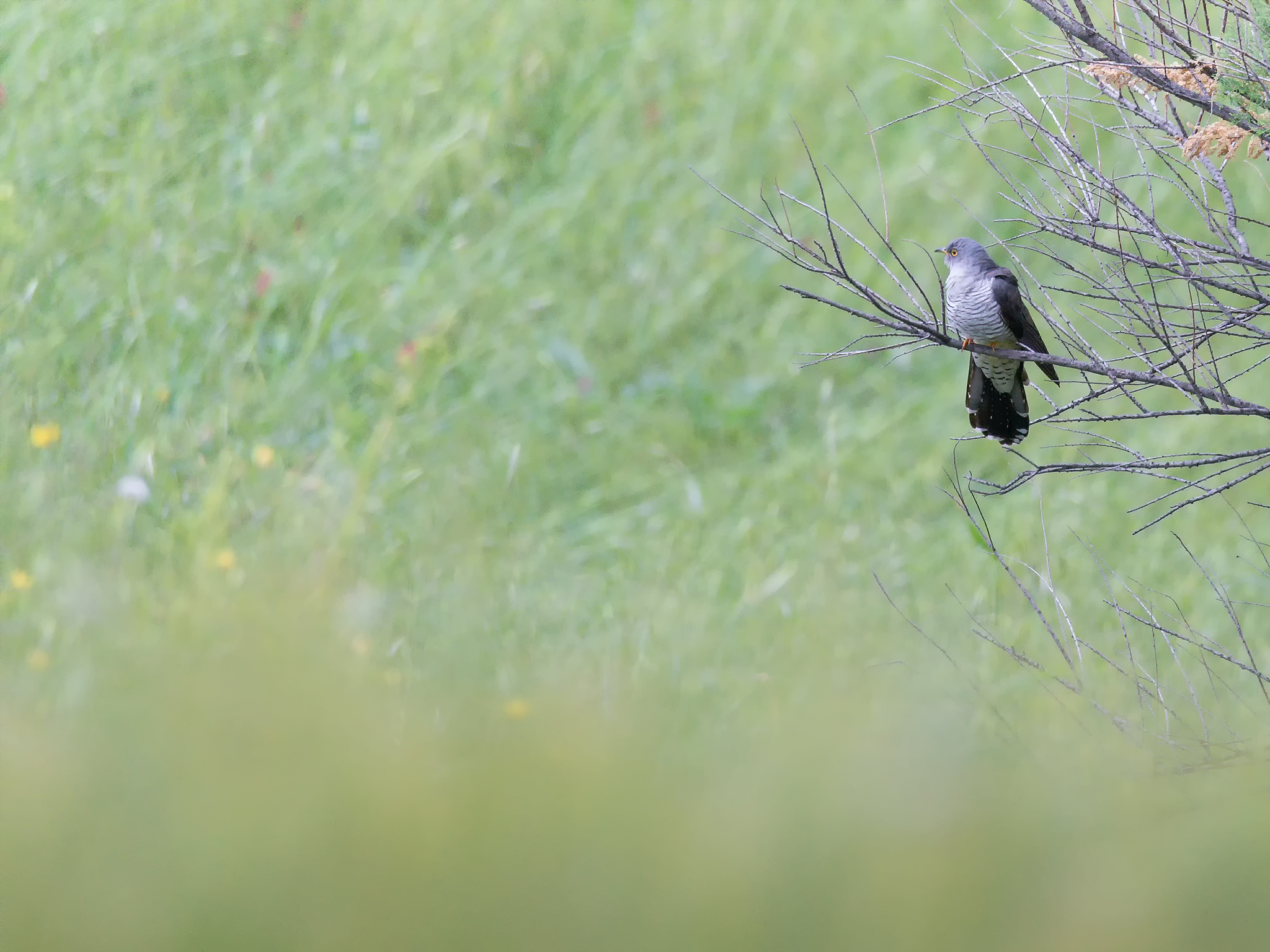 alla ricerca di coppiette appartate
