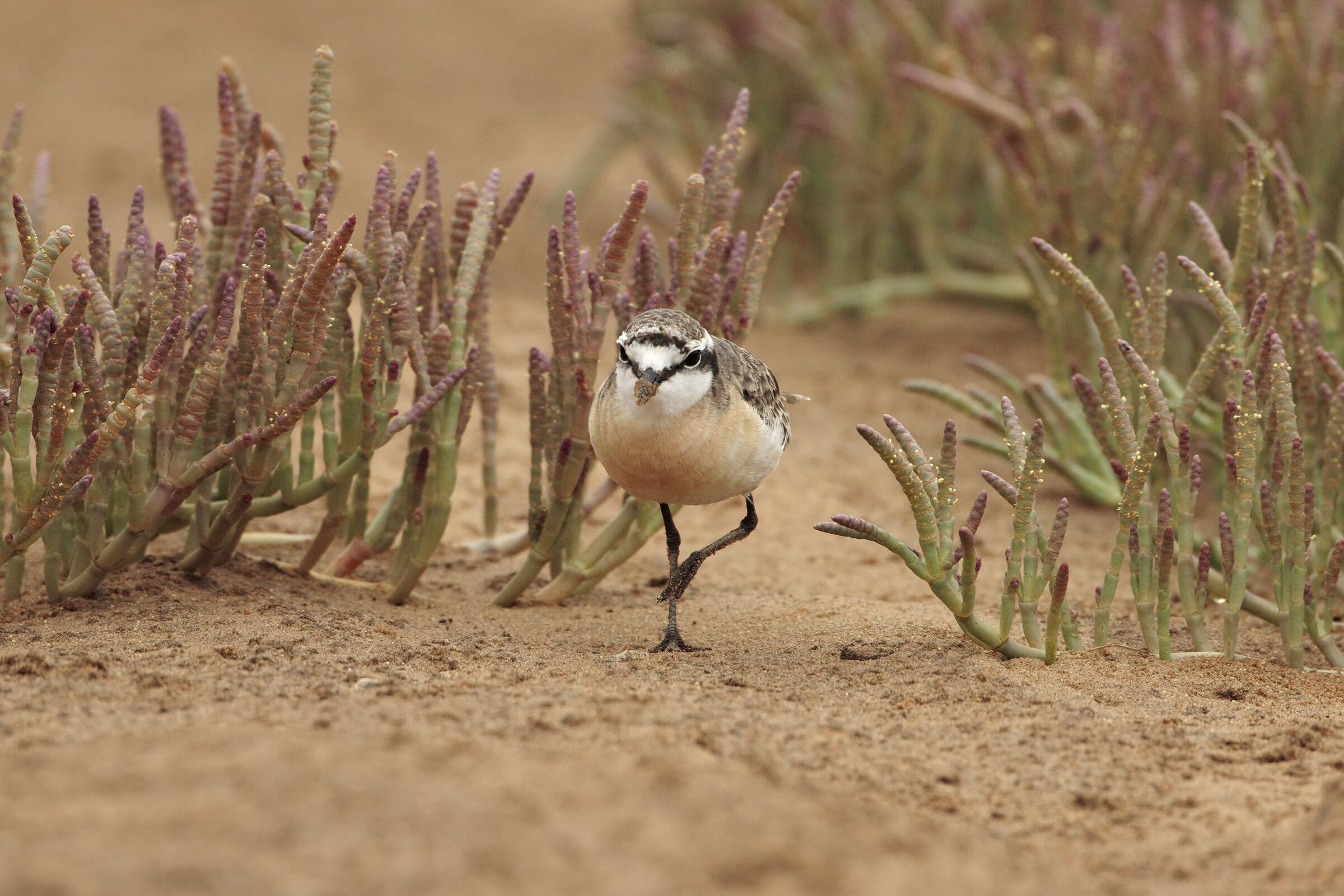 Between Low Salicornia
