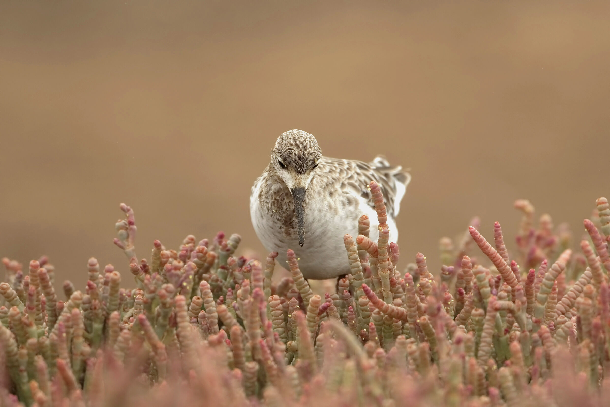 Fighter and Salicornia