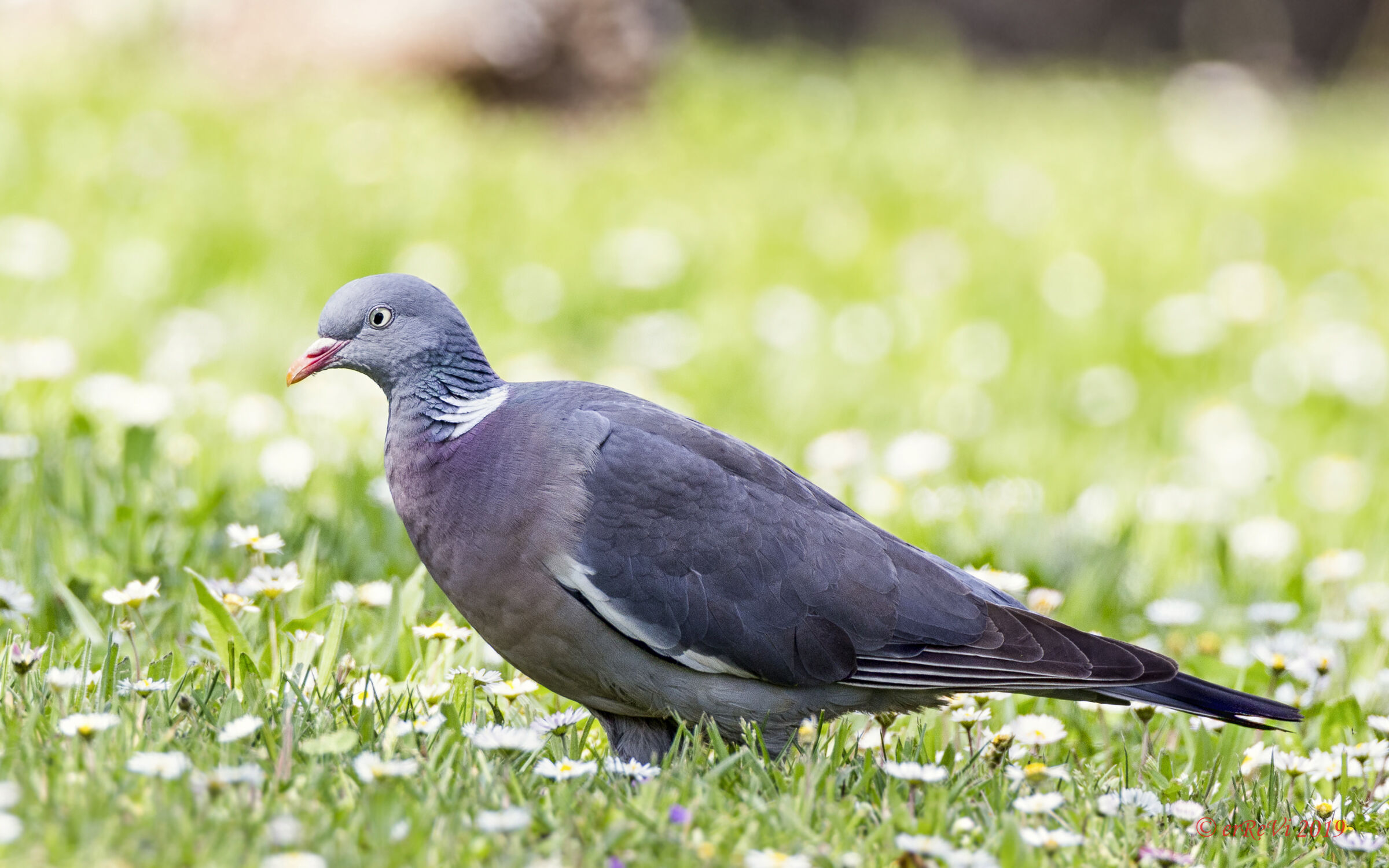 Wood Pigeon