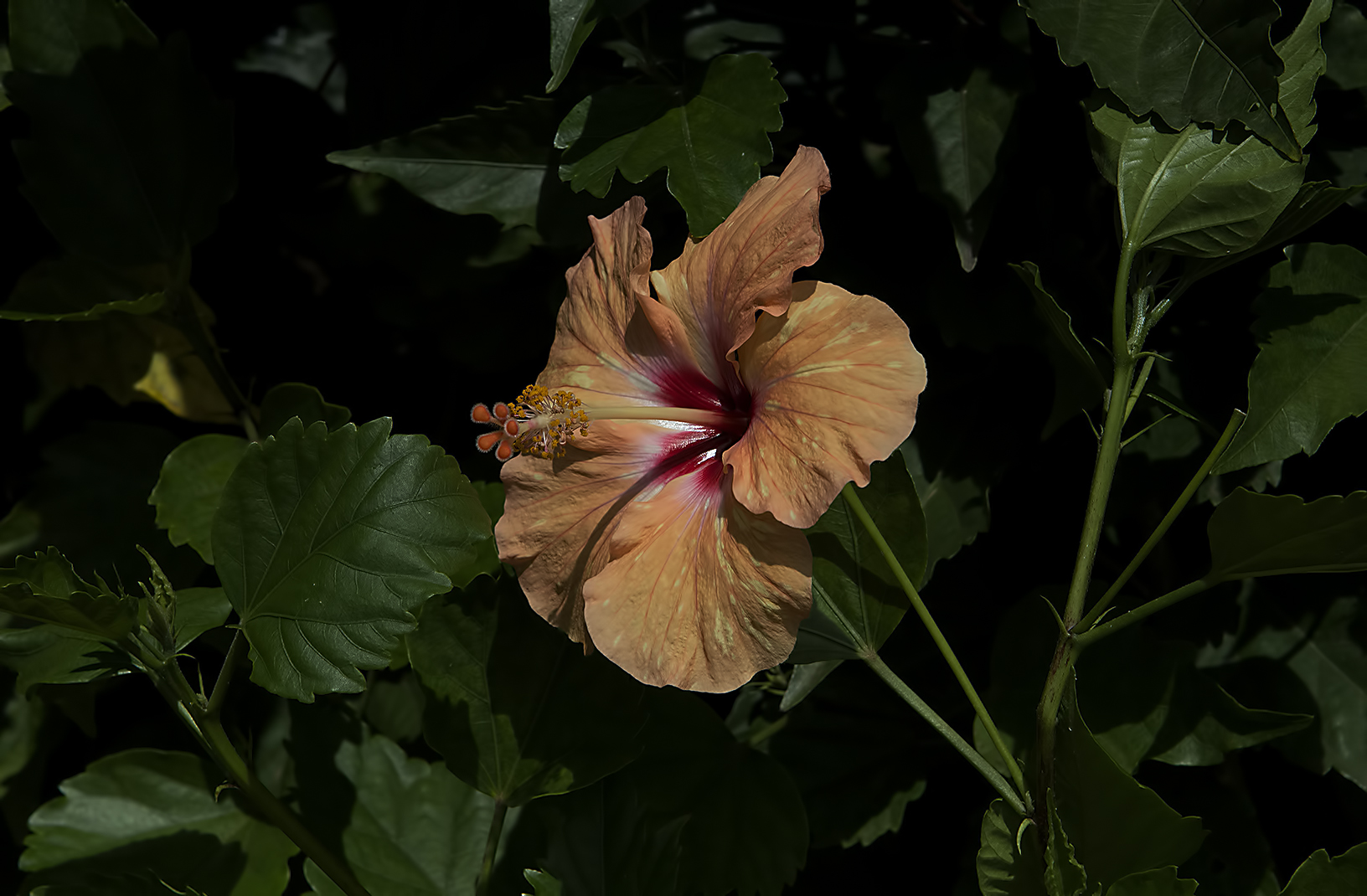 Hibiscus